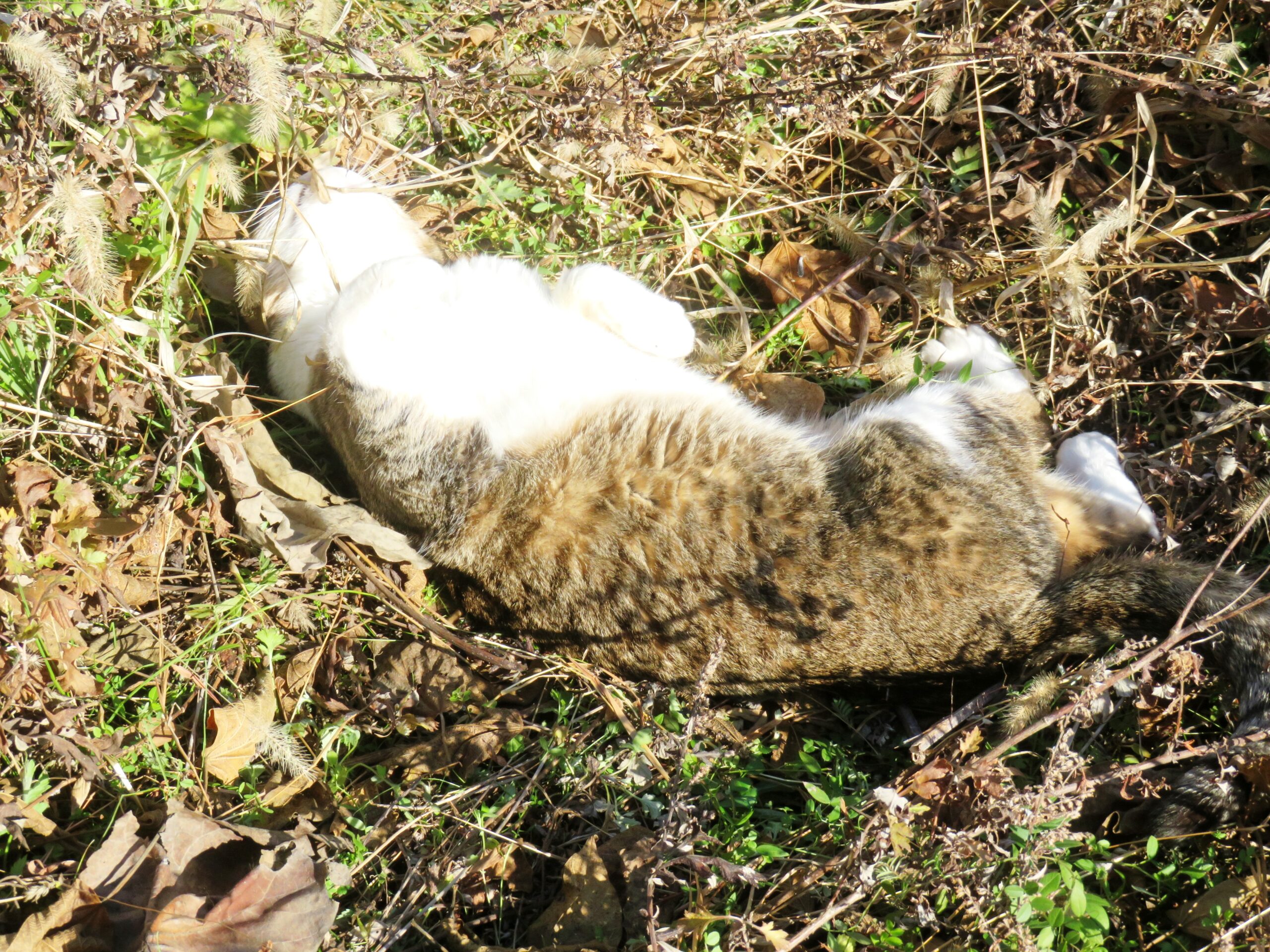 ねこ、風太　巡回
