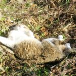 ねこ、風太　巡回