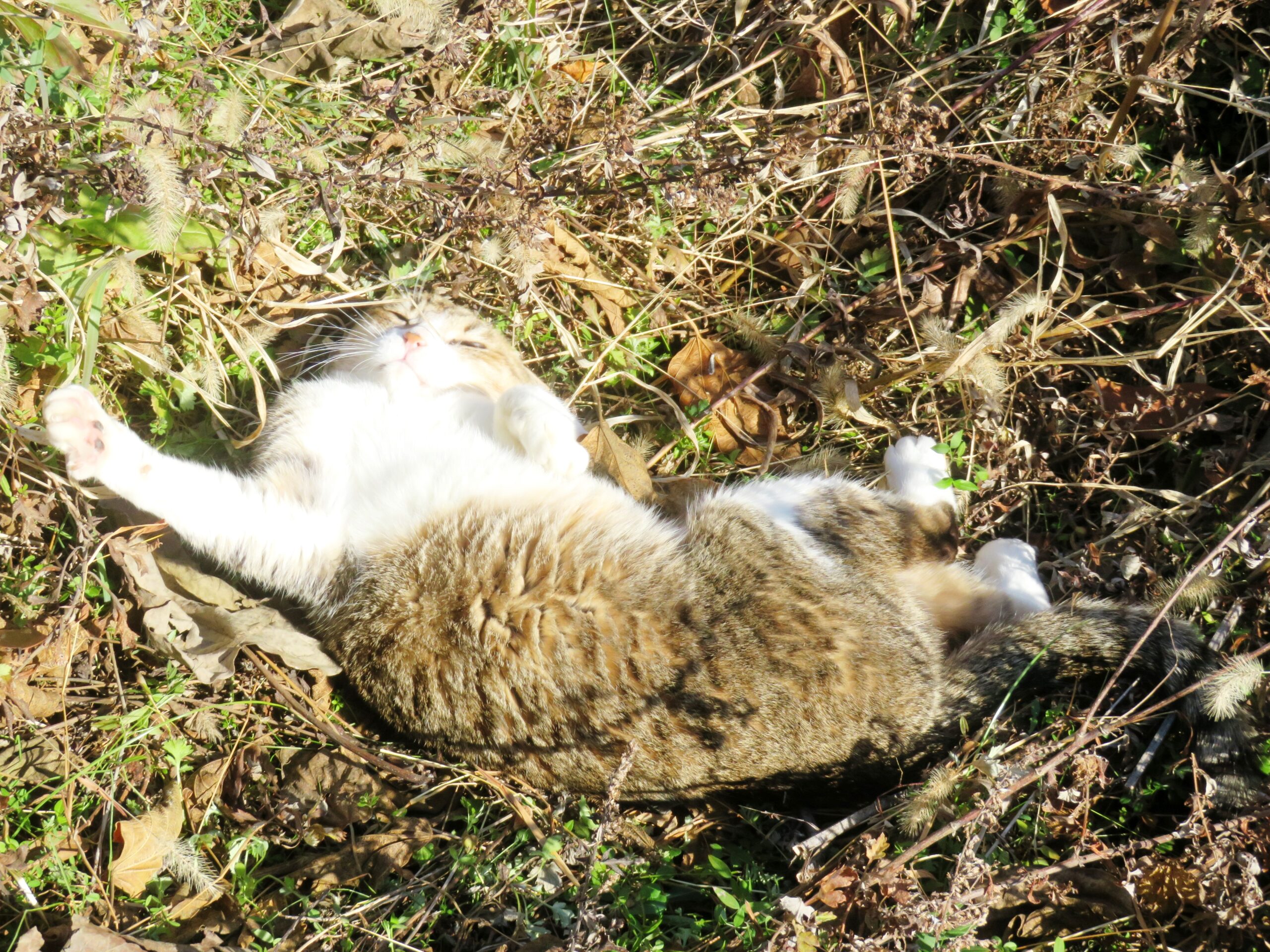 ねこ、風太　巡回
