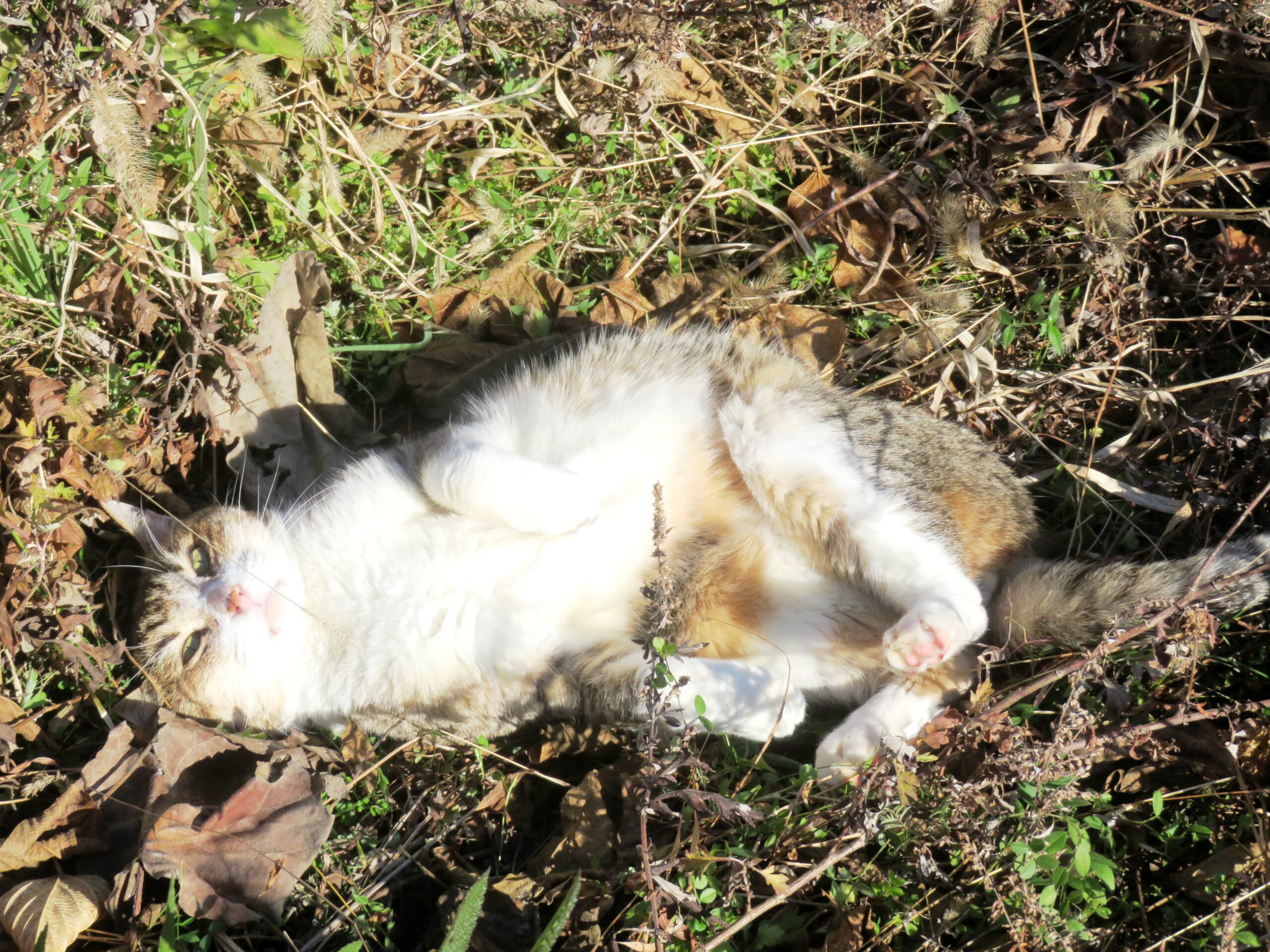 ねこ、風太　巡回
