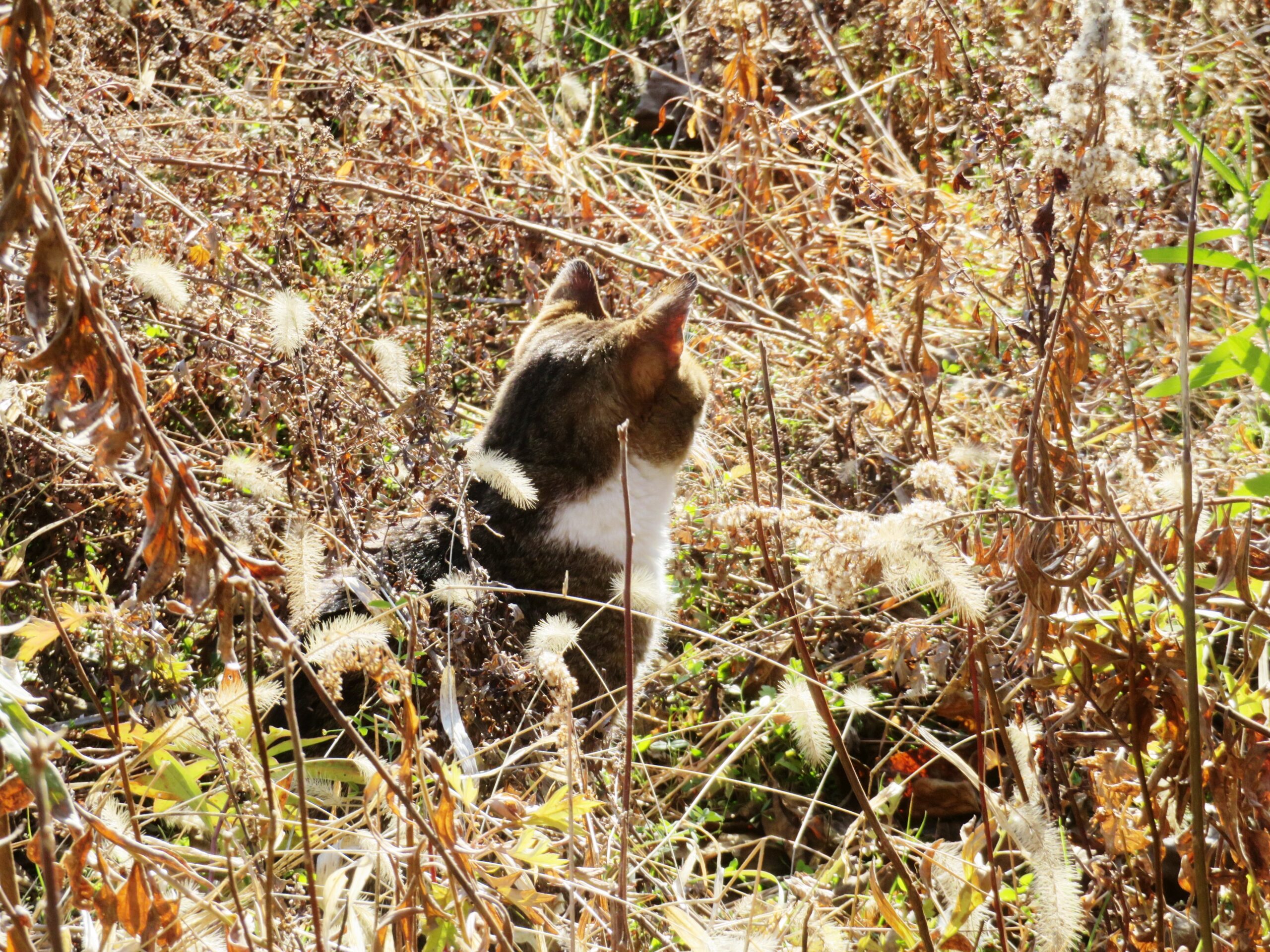 ねこ、風太 巡回