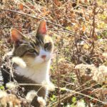 ねこ、風太　巡回