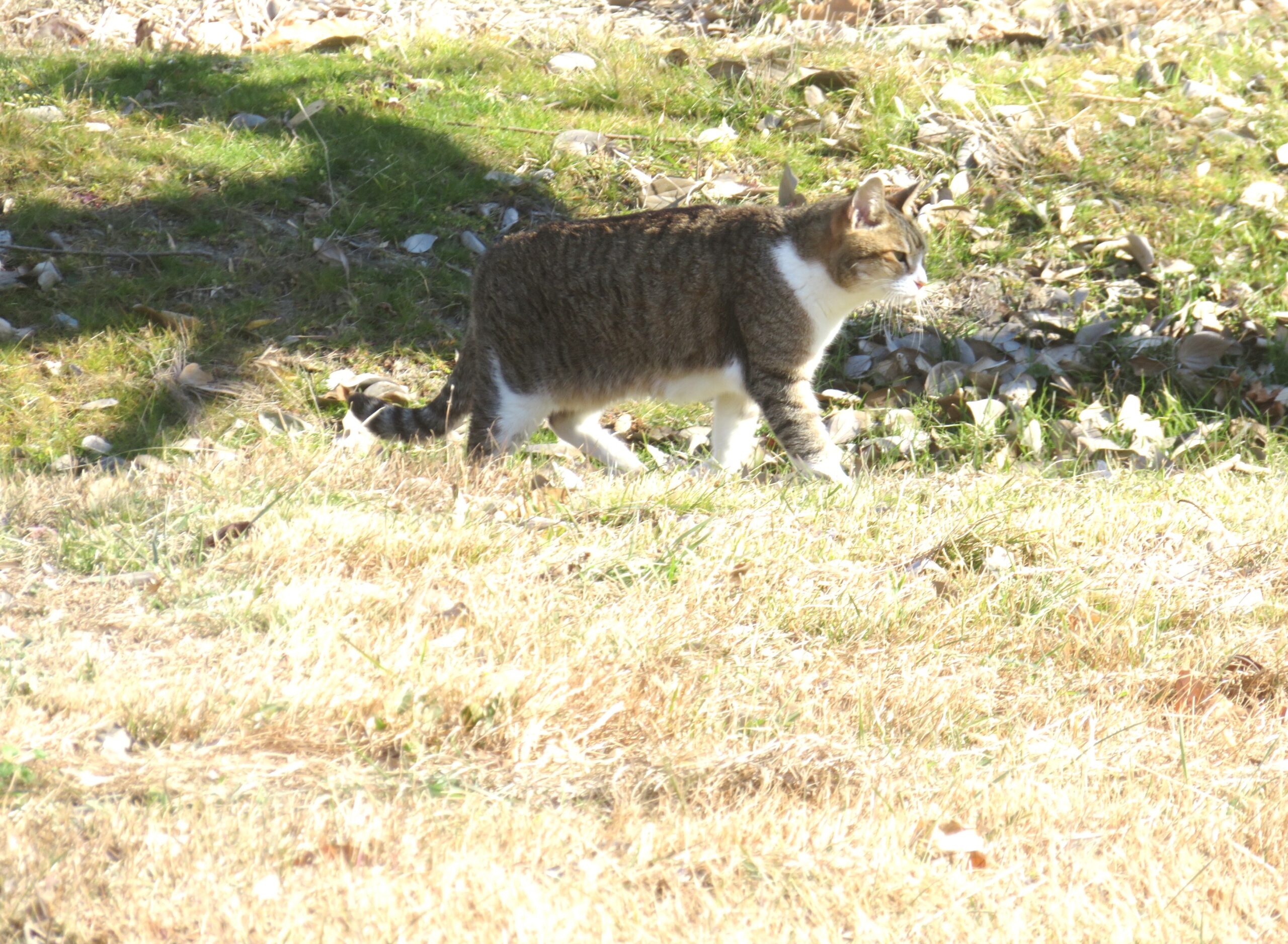 ねこ、風太　巡回