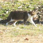 ねこ、風太　巡回