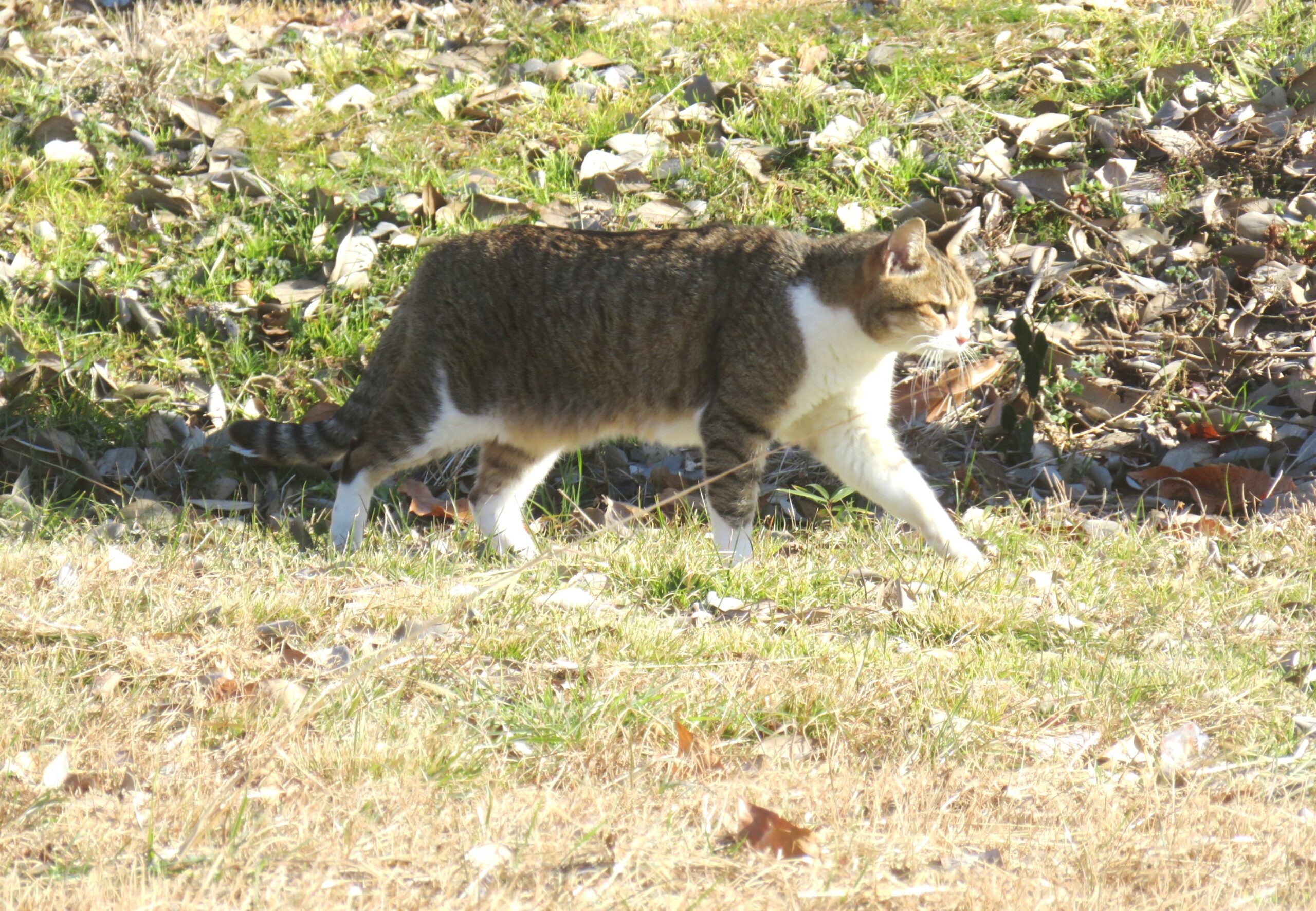 ねこ、風太　巡回