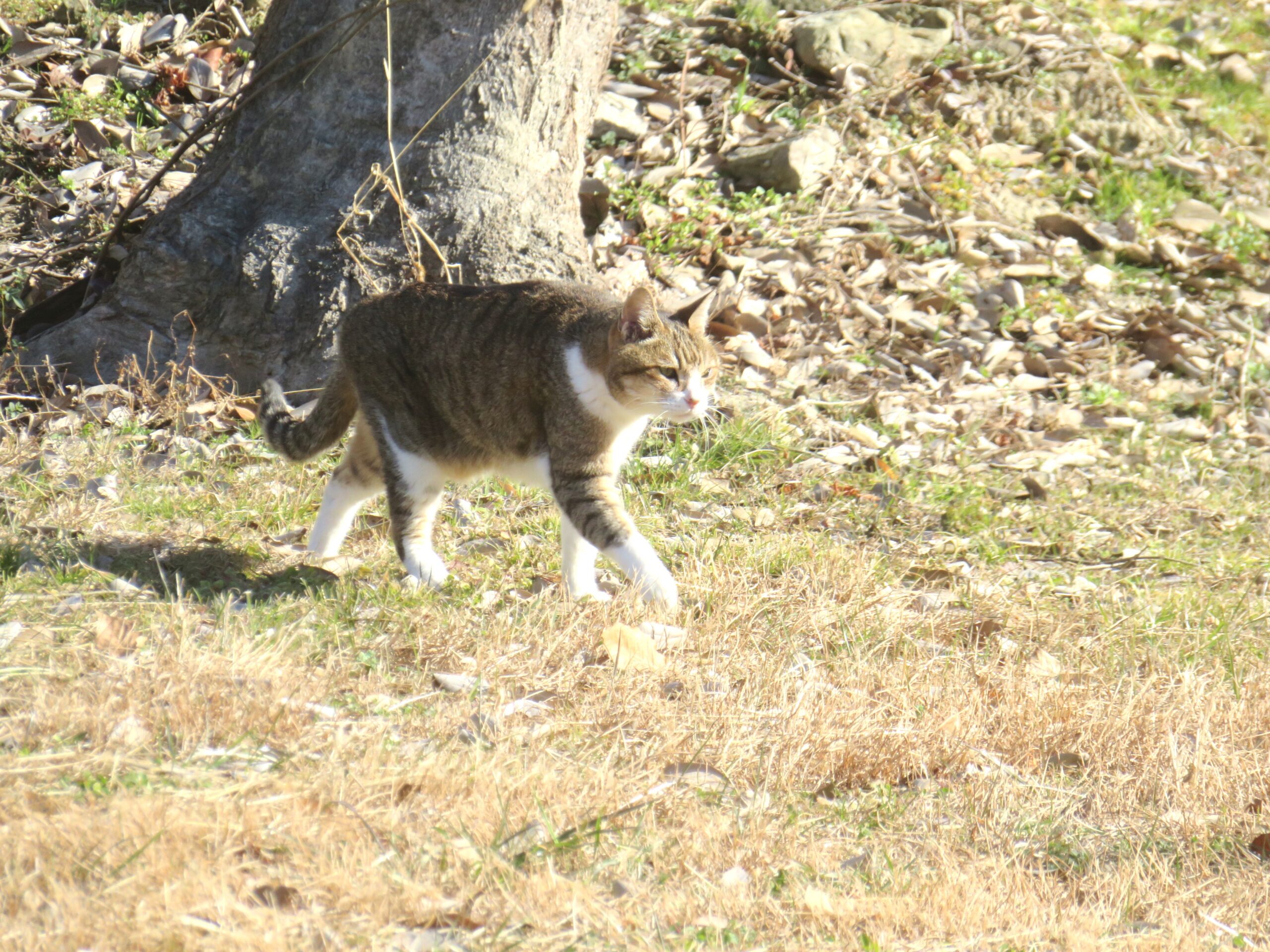 ねこ、風太　巡回