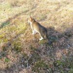 ねこ、風太　巡回