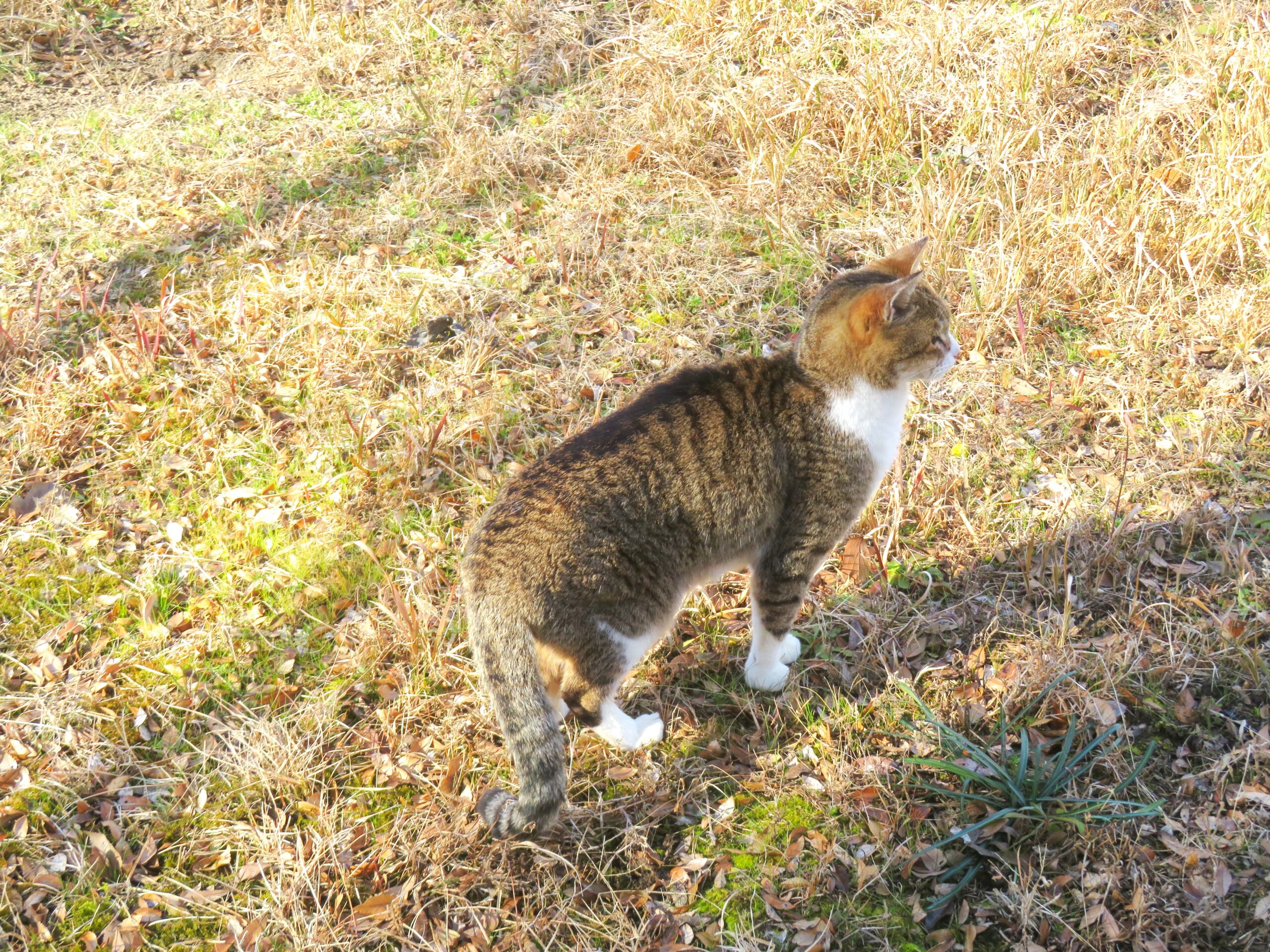 ねこ、風太　巡回