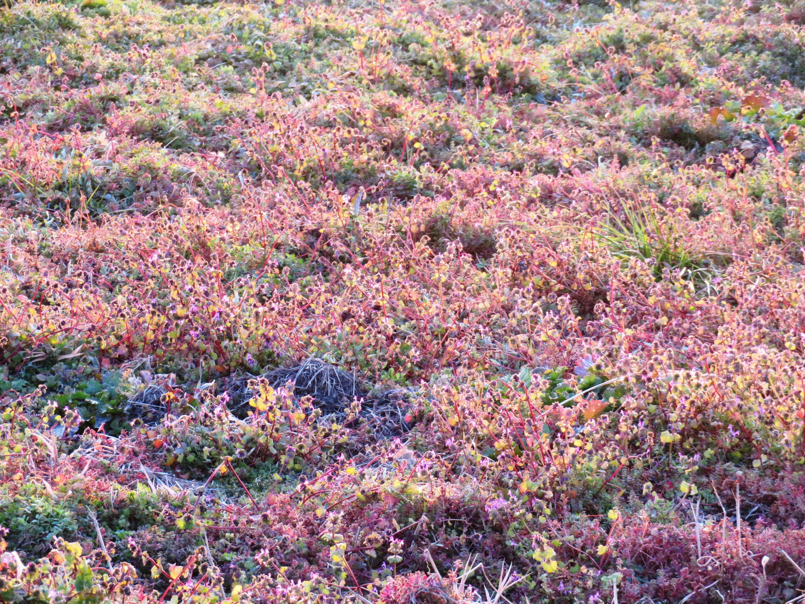 2月の草原　夕景