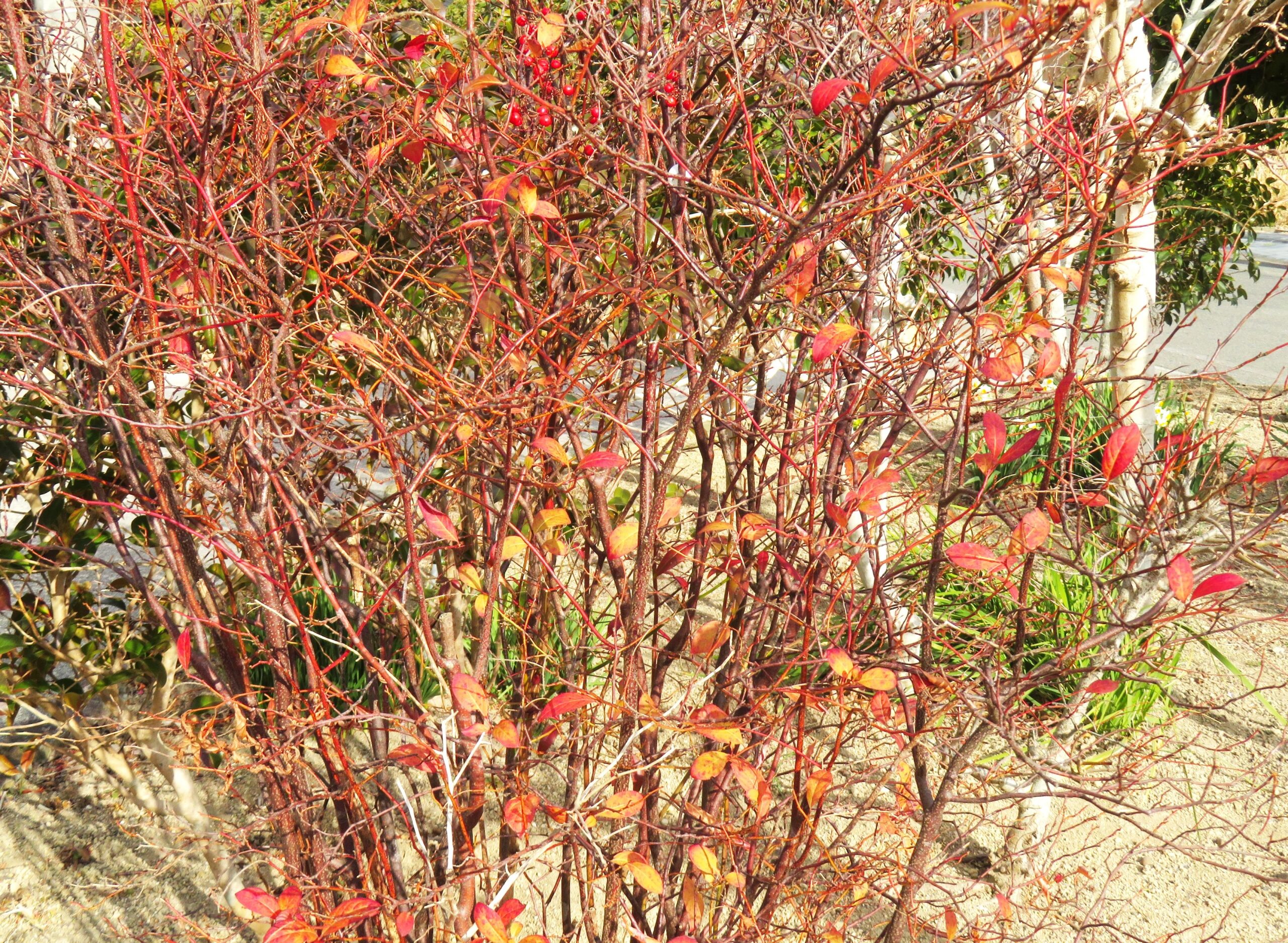 わが家の畑花壇 冬