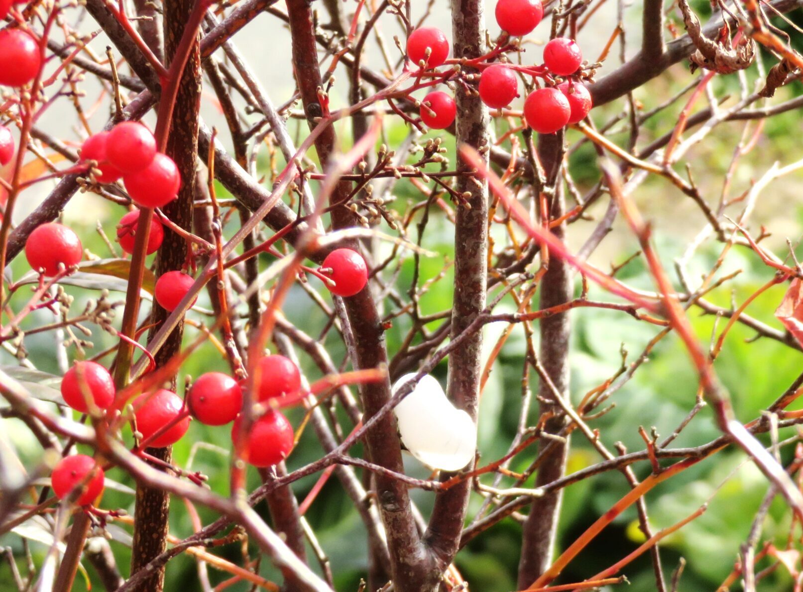 わが家の畑花壇 冬