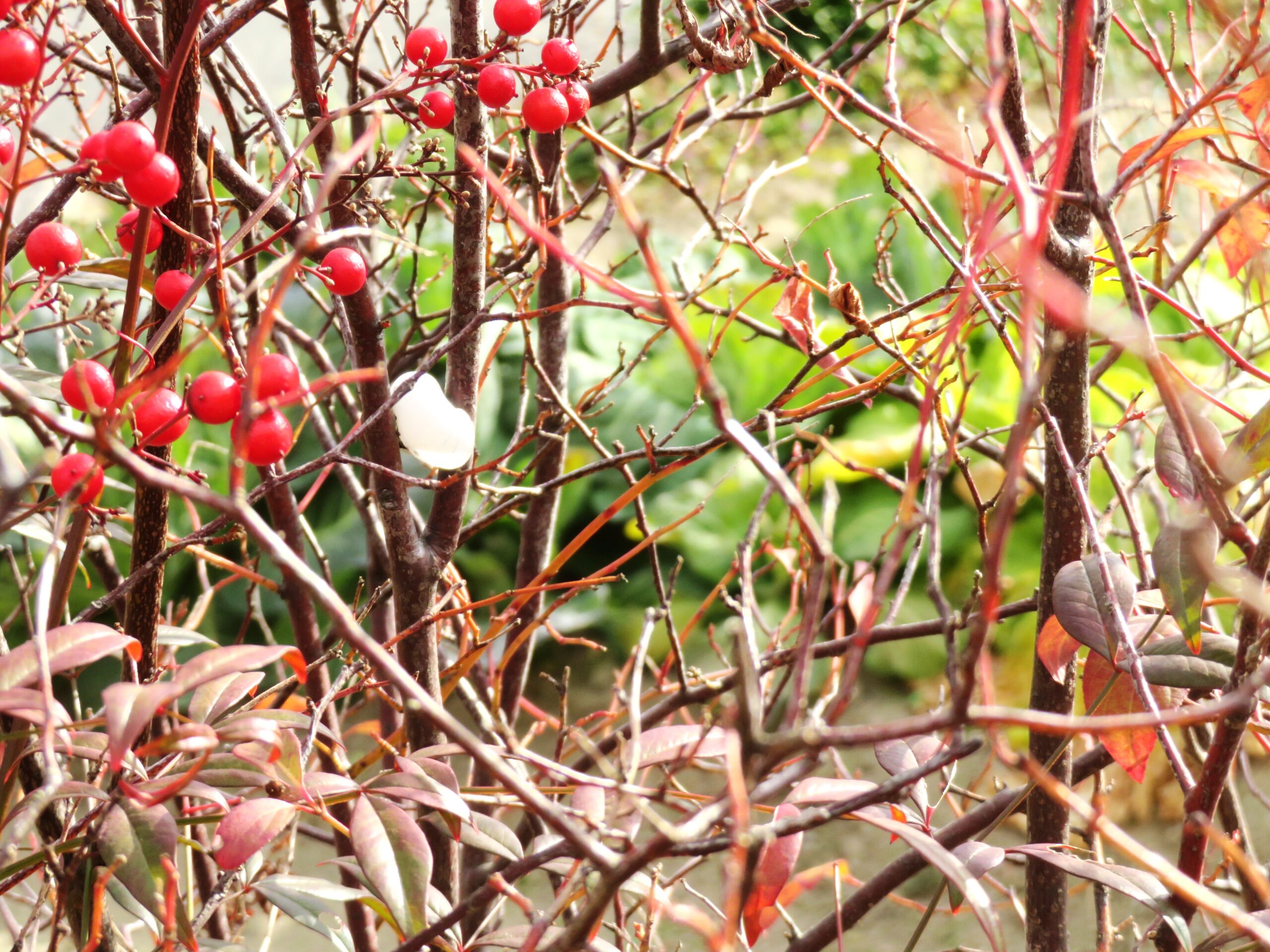 わが家の畑花壇 冬