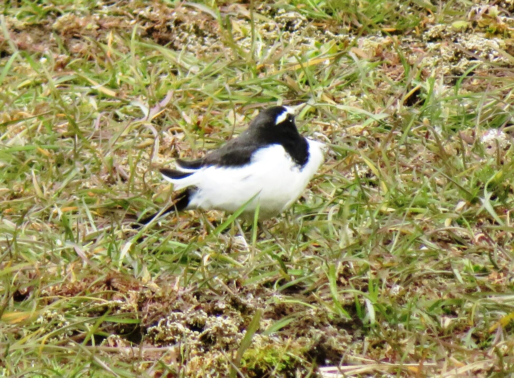 セグロセキレイ（背黒鶺鴒）