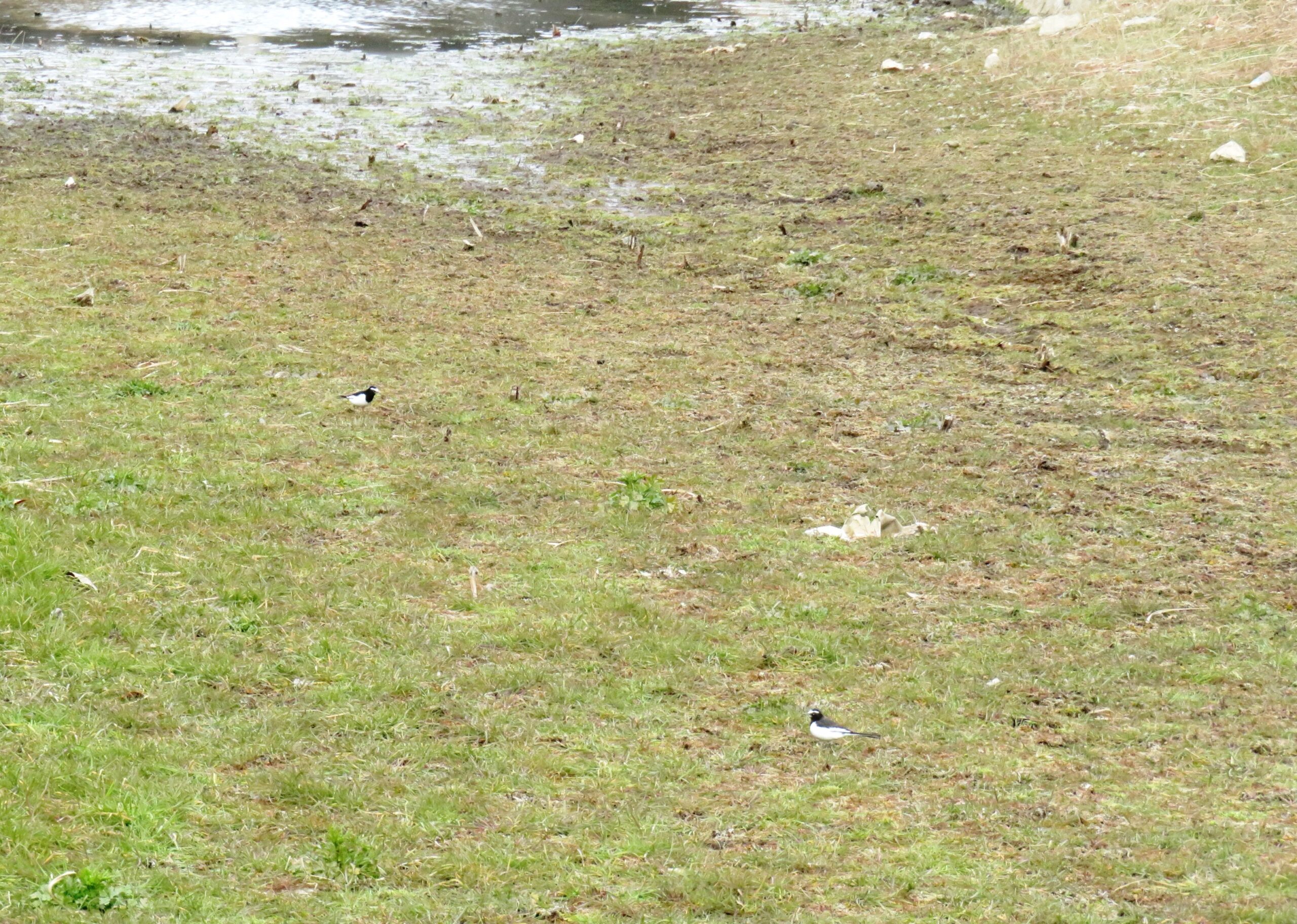 セグロセキレイ（背黒鶺鴒）