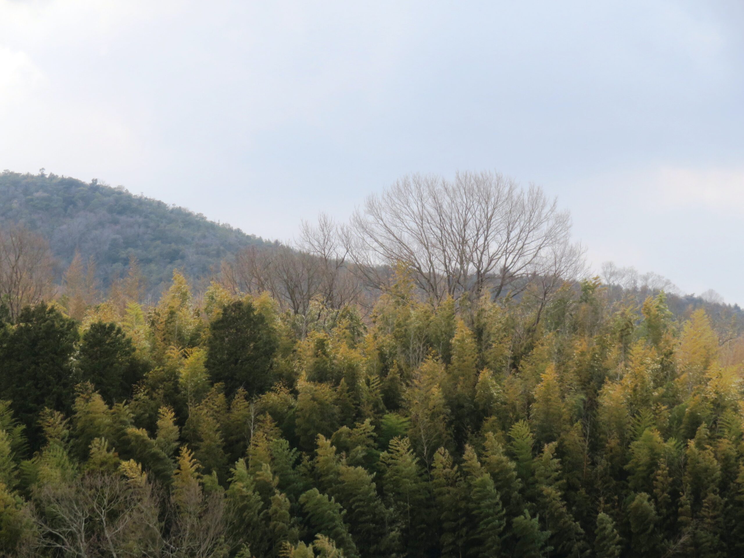 2月の田舎　曇天