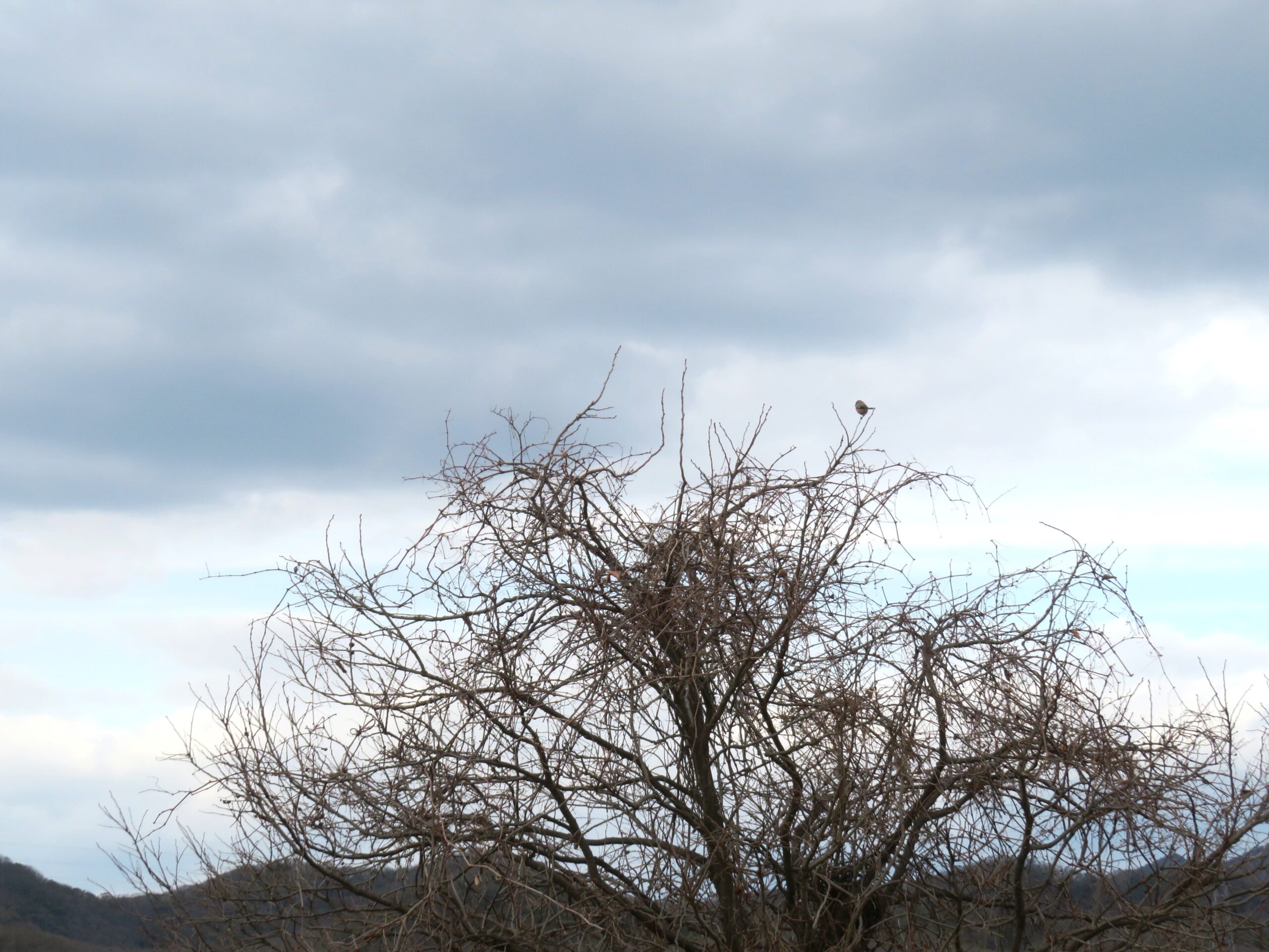 冬空と百舌（もず）