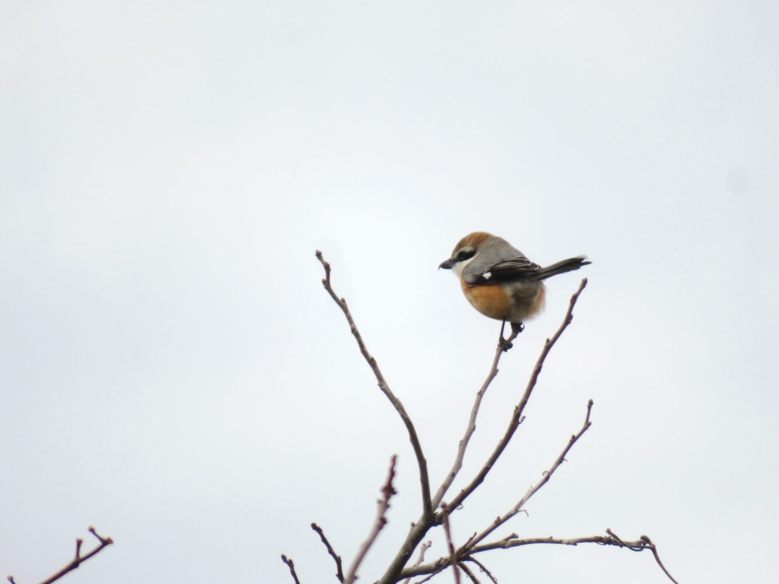冬空と百舌（もず）
