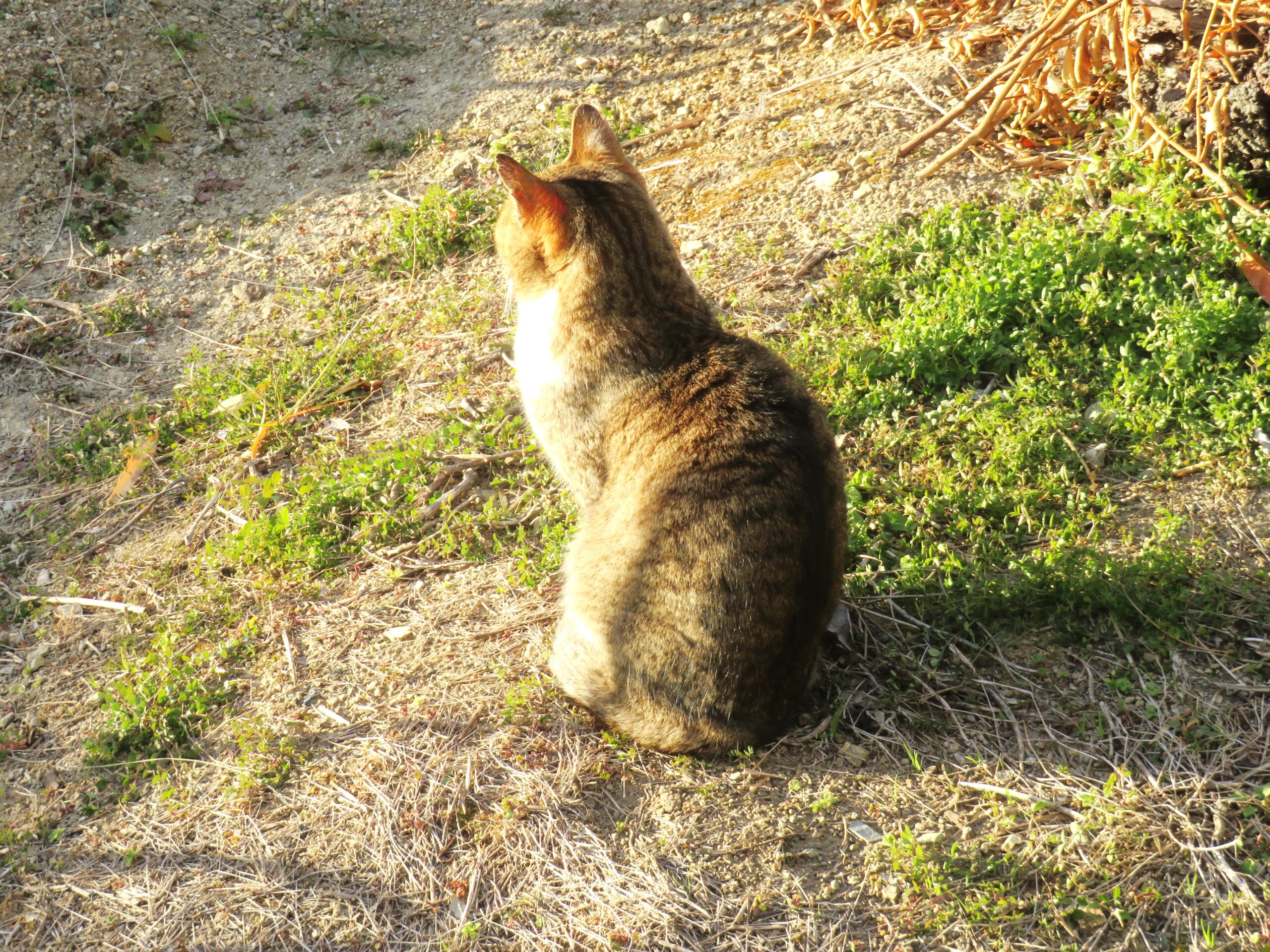 ねこ、風太　巡回
