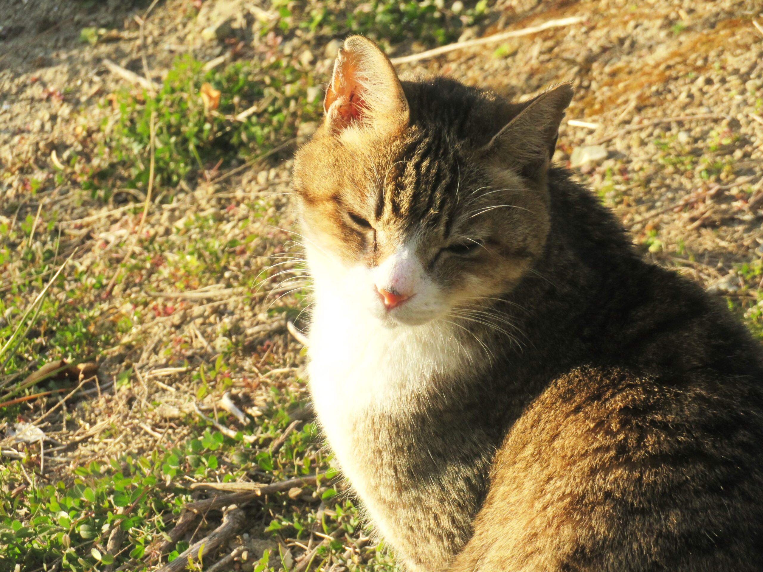 ねこ、風太　巡回