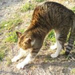 ねこ、風太　巡回