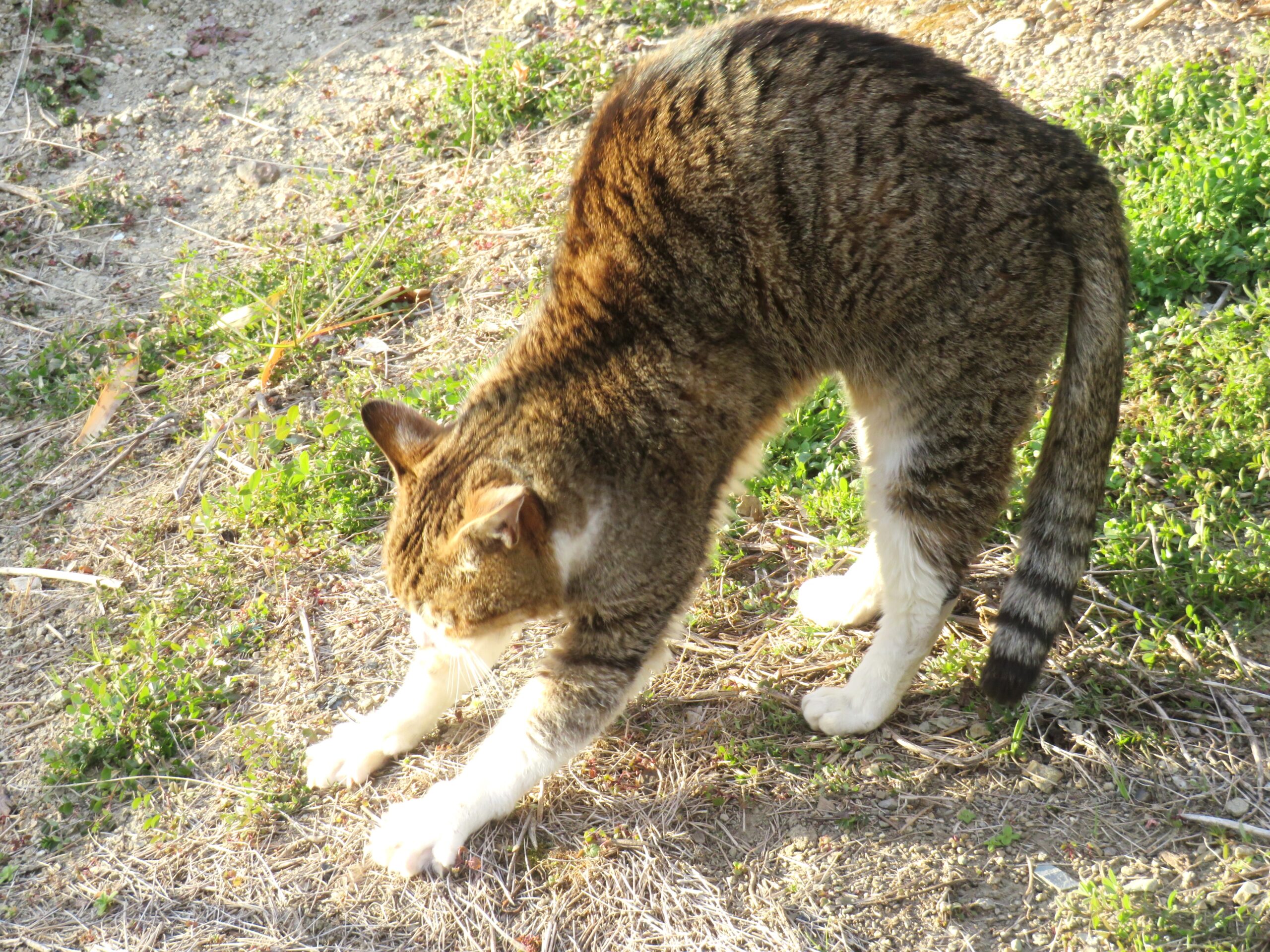 ねこ、風太　巡回