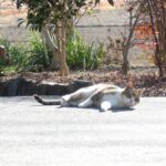 ねこ、風太　ゴロゴロ