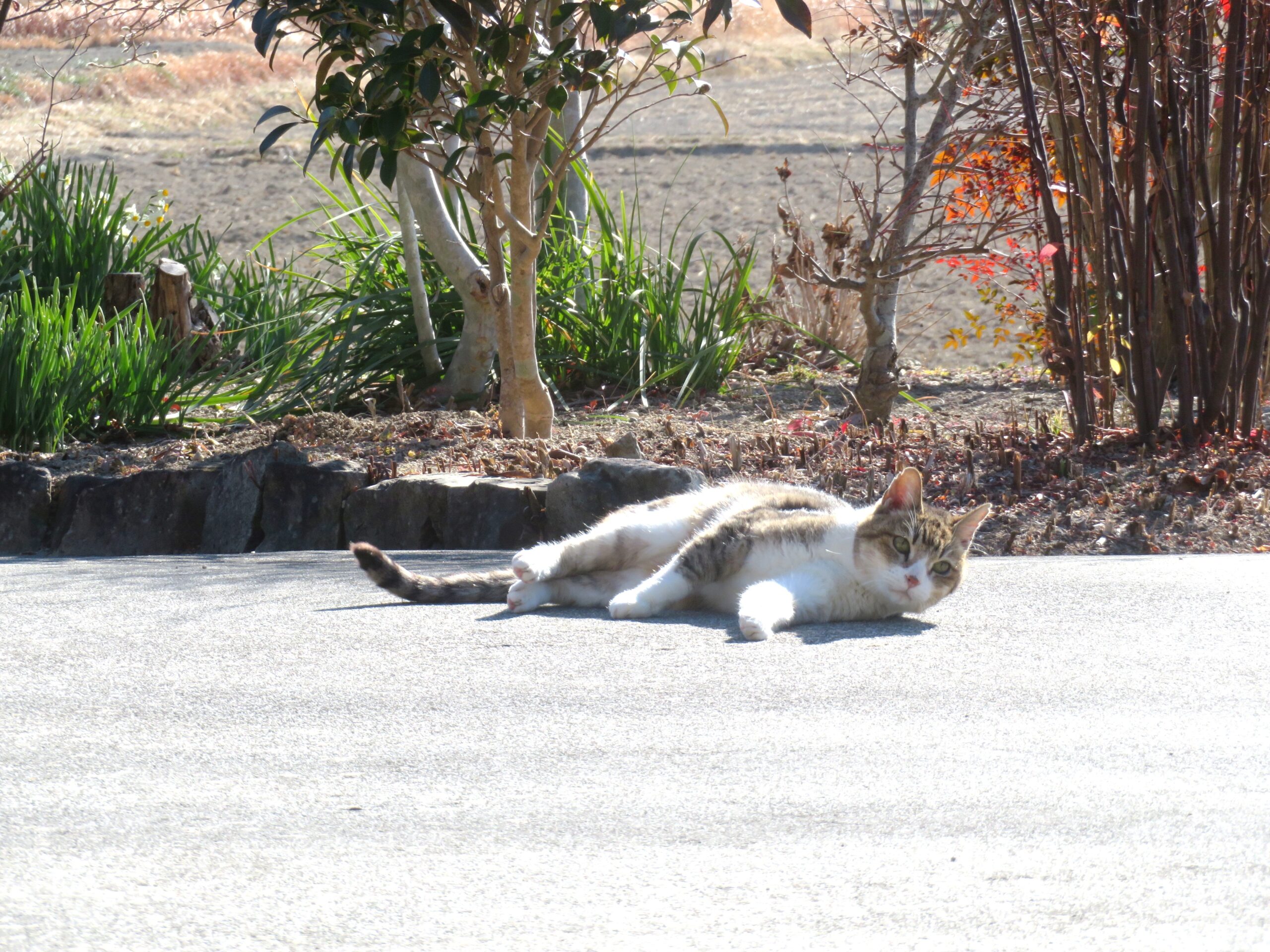 ねこ、風太　ゴロゴロ