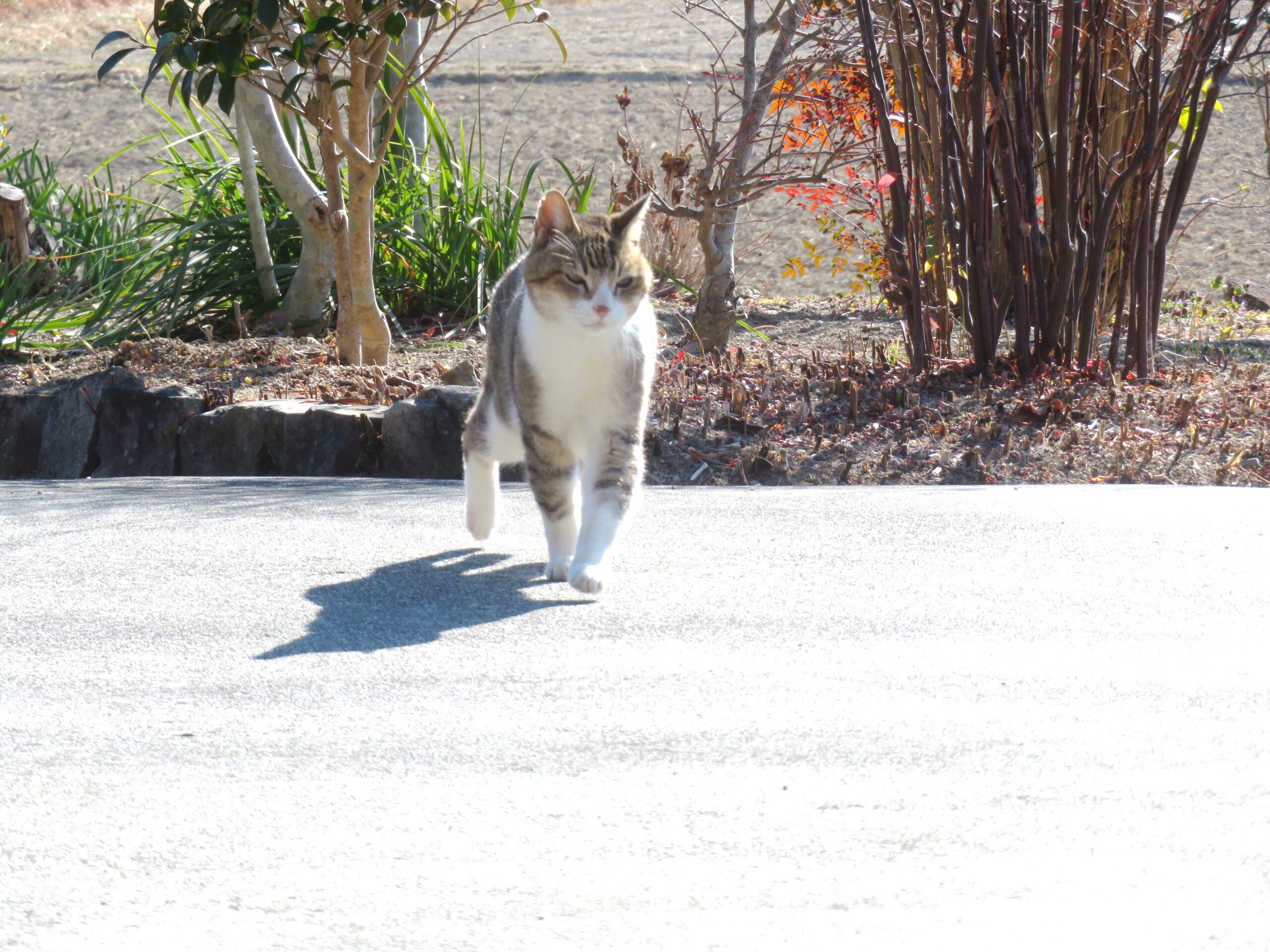 ねこ、風太　ゴロゴロ