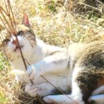 ねこ、風太　巡回