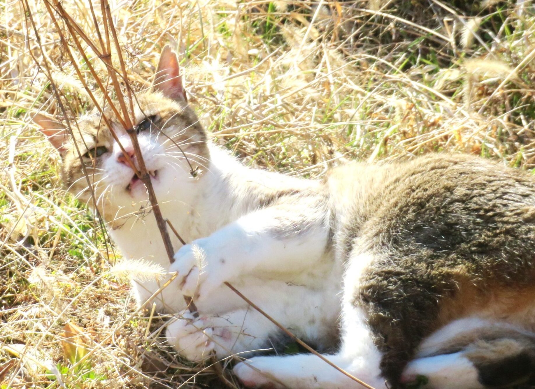 ねこ、風太 巡回
