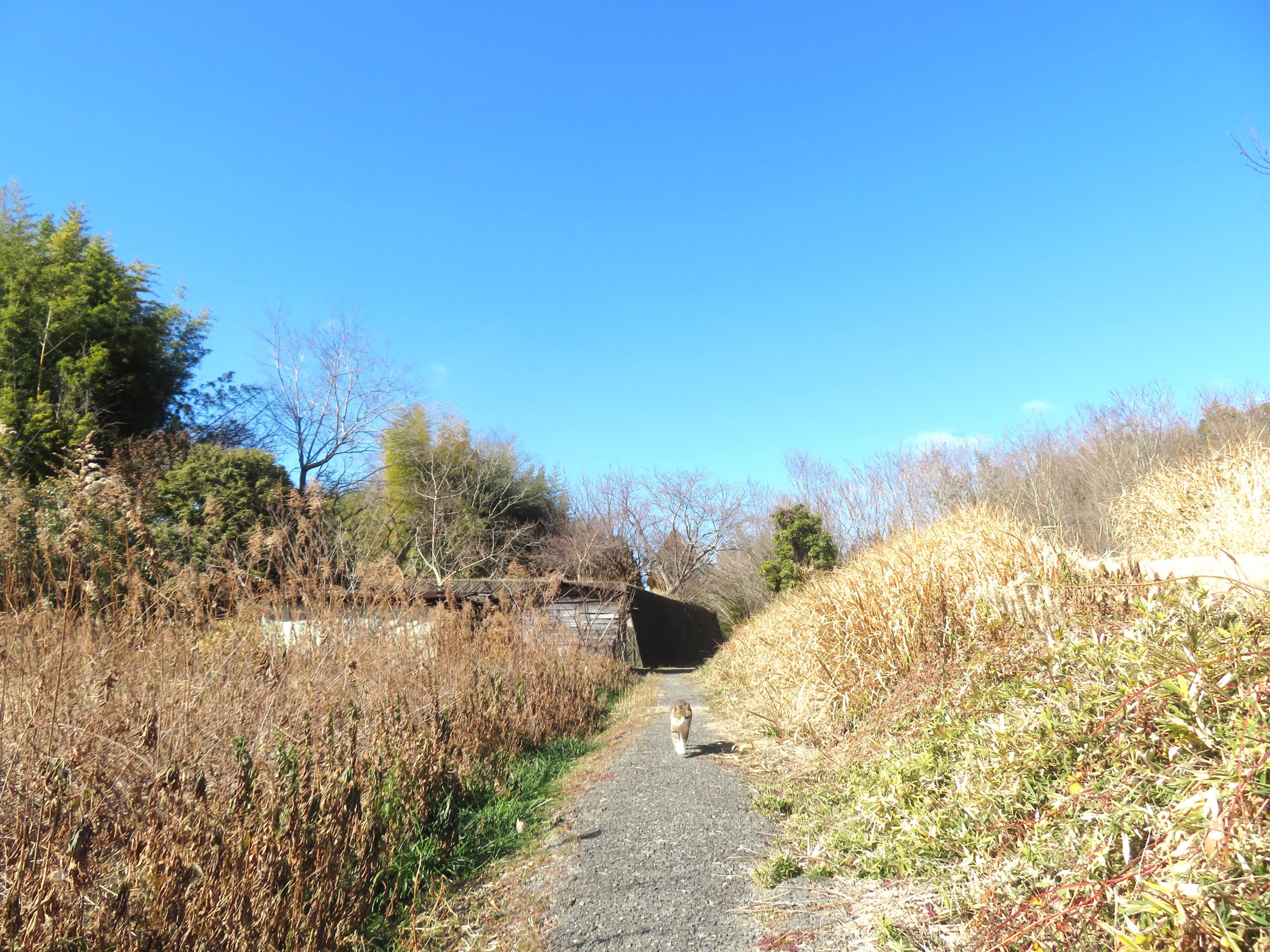 ねこ、風太　巡回