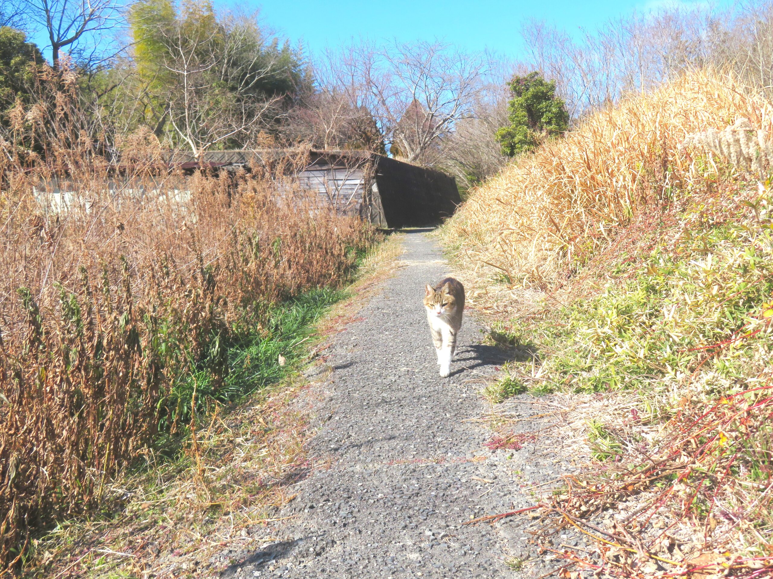 ねこ、風太　巡回