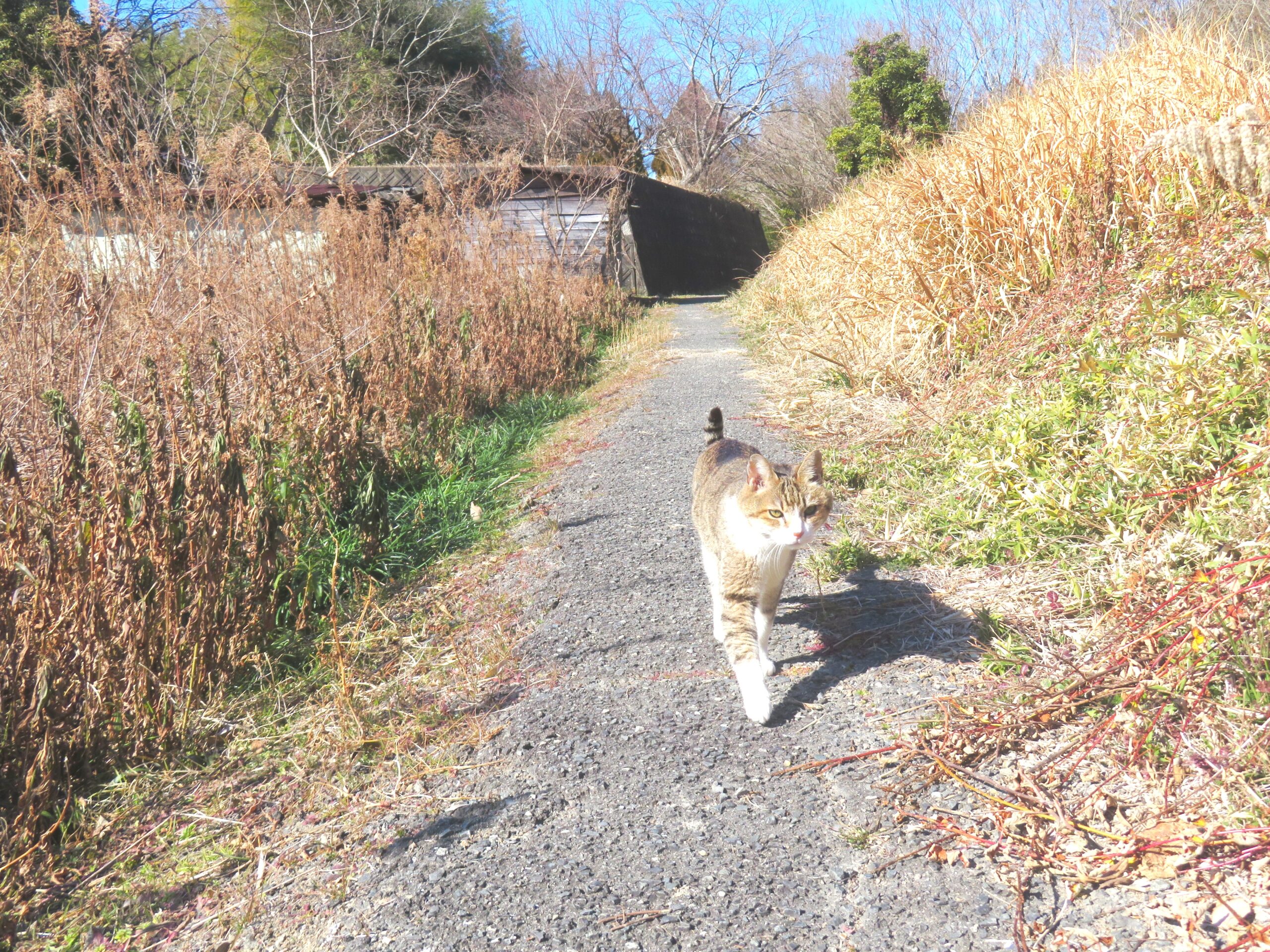 ねこ、風太　巡回