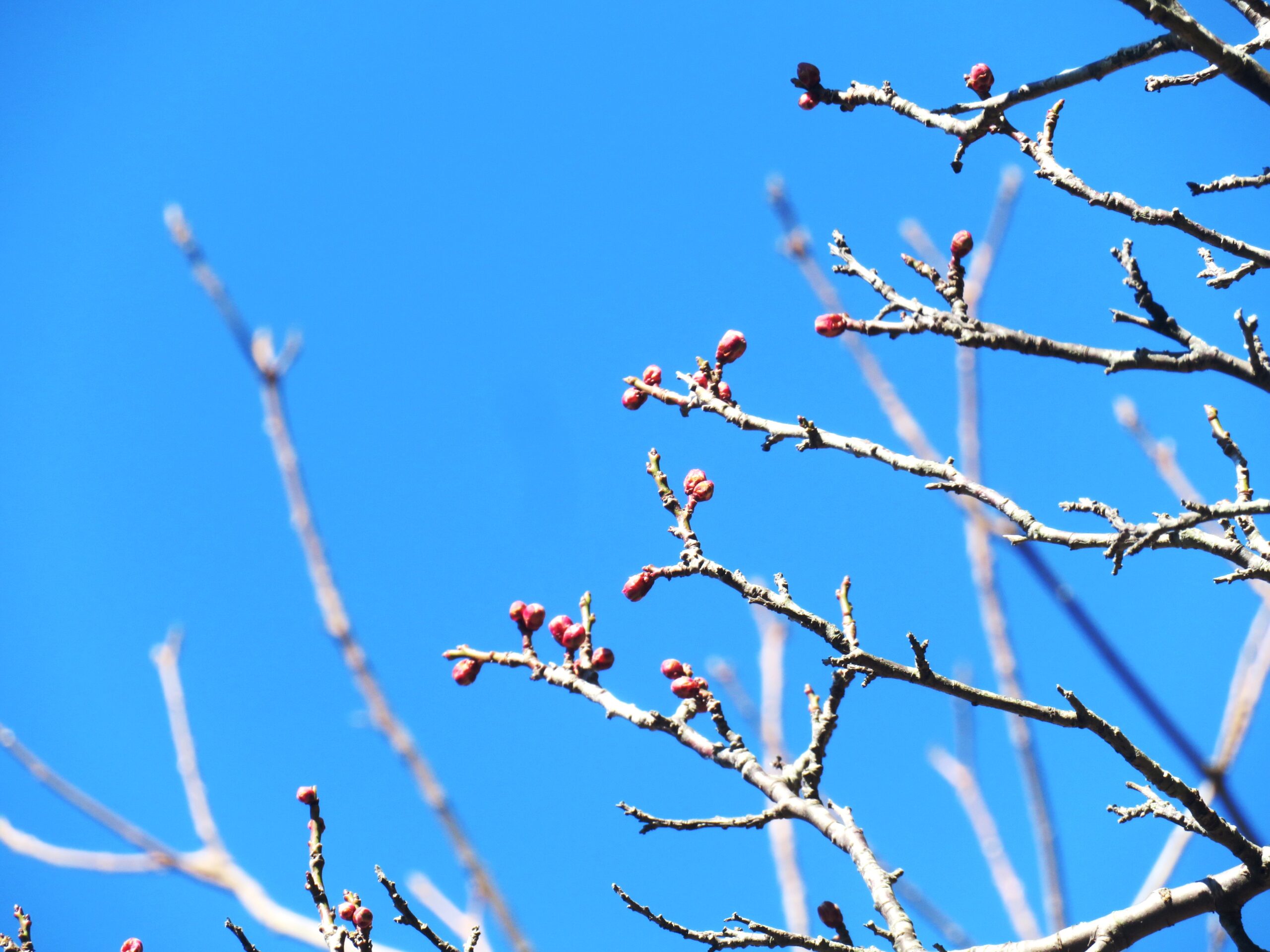 2月の梅