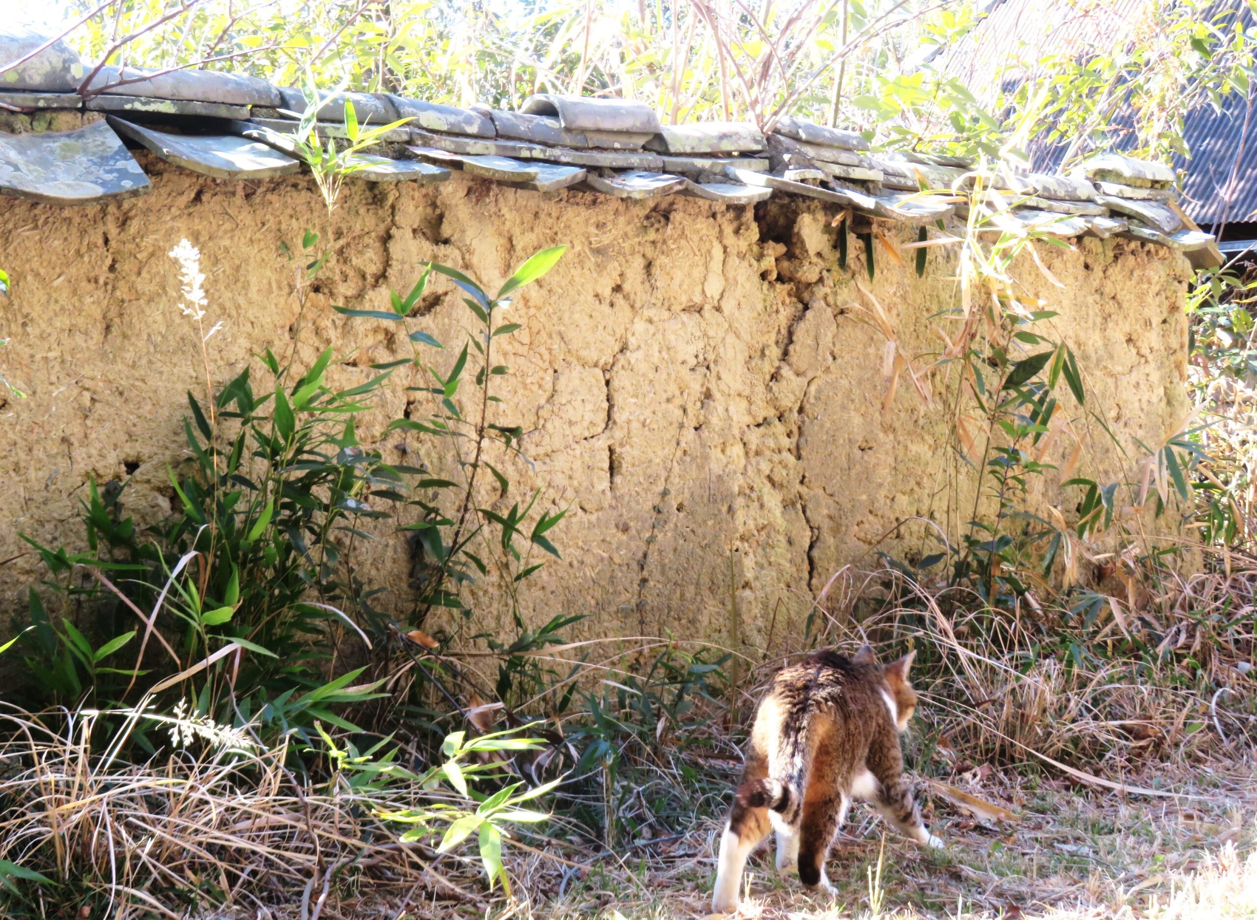 ねこ、風太 巡回