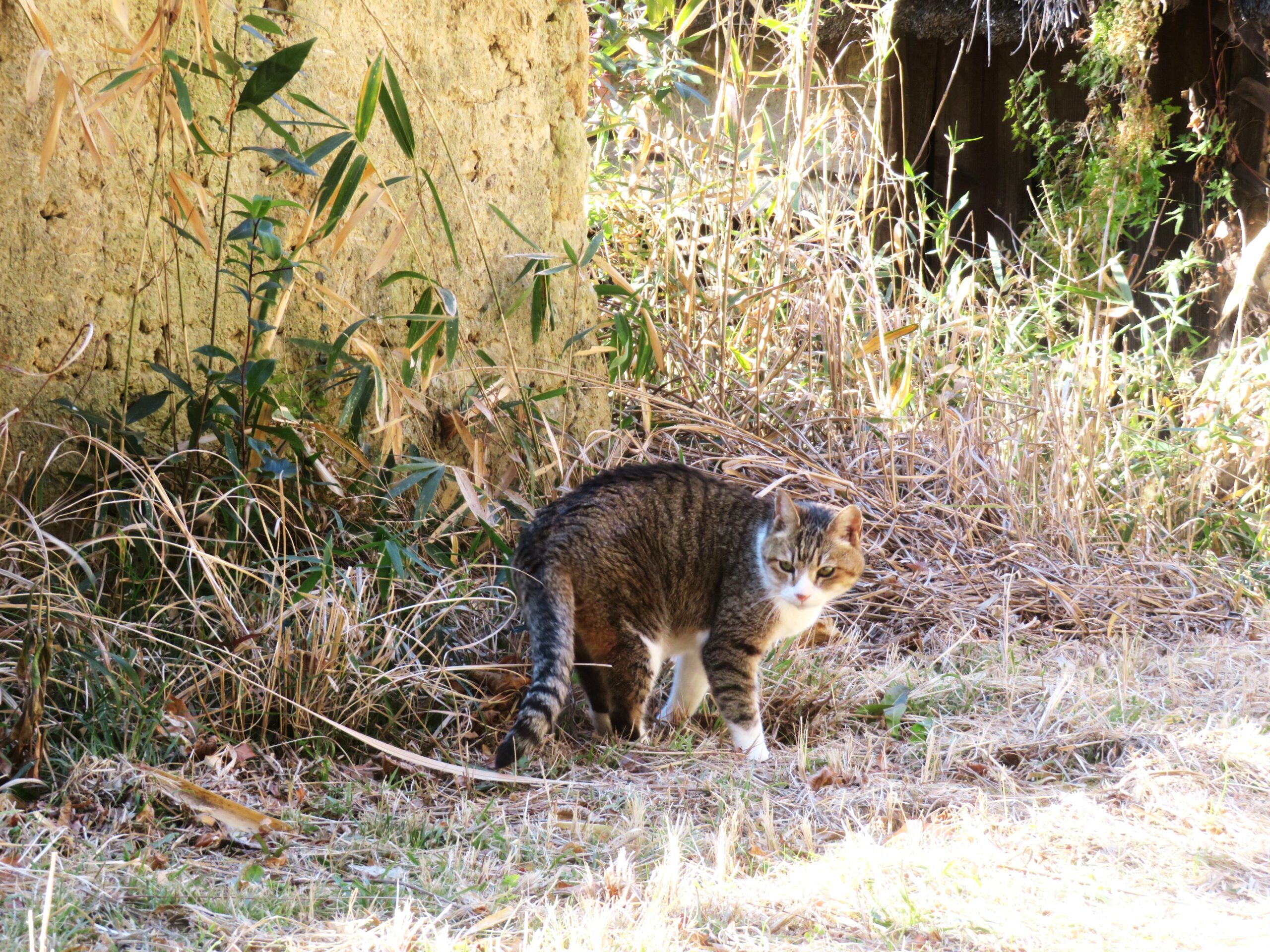 ねこ、風太 巡回