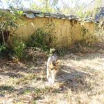 ねこ、風太　巡回