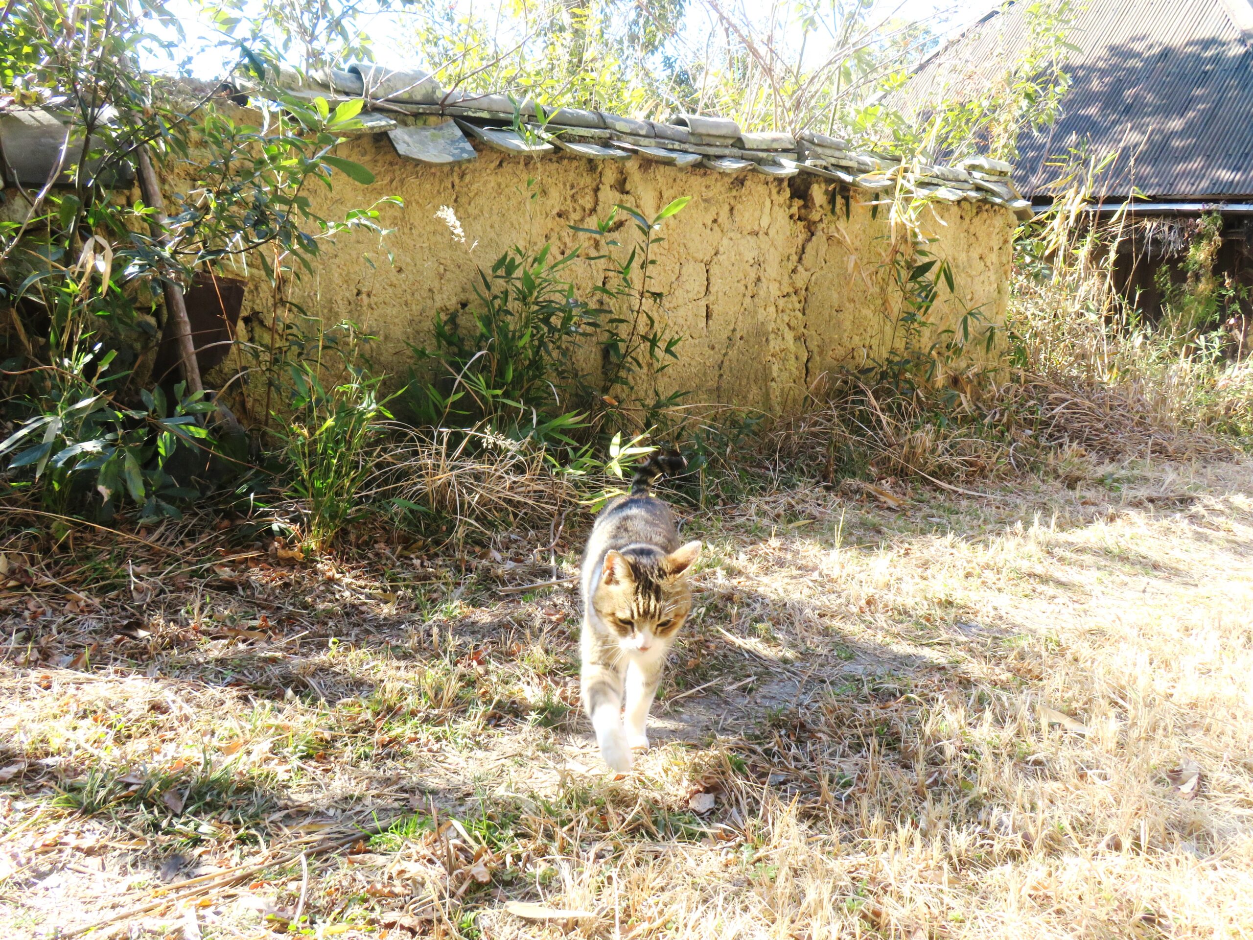 ねこ、風太 巡回