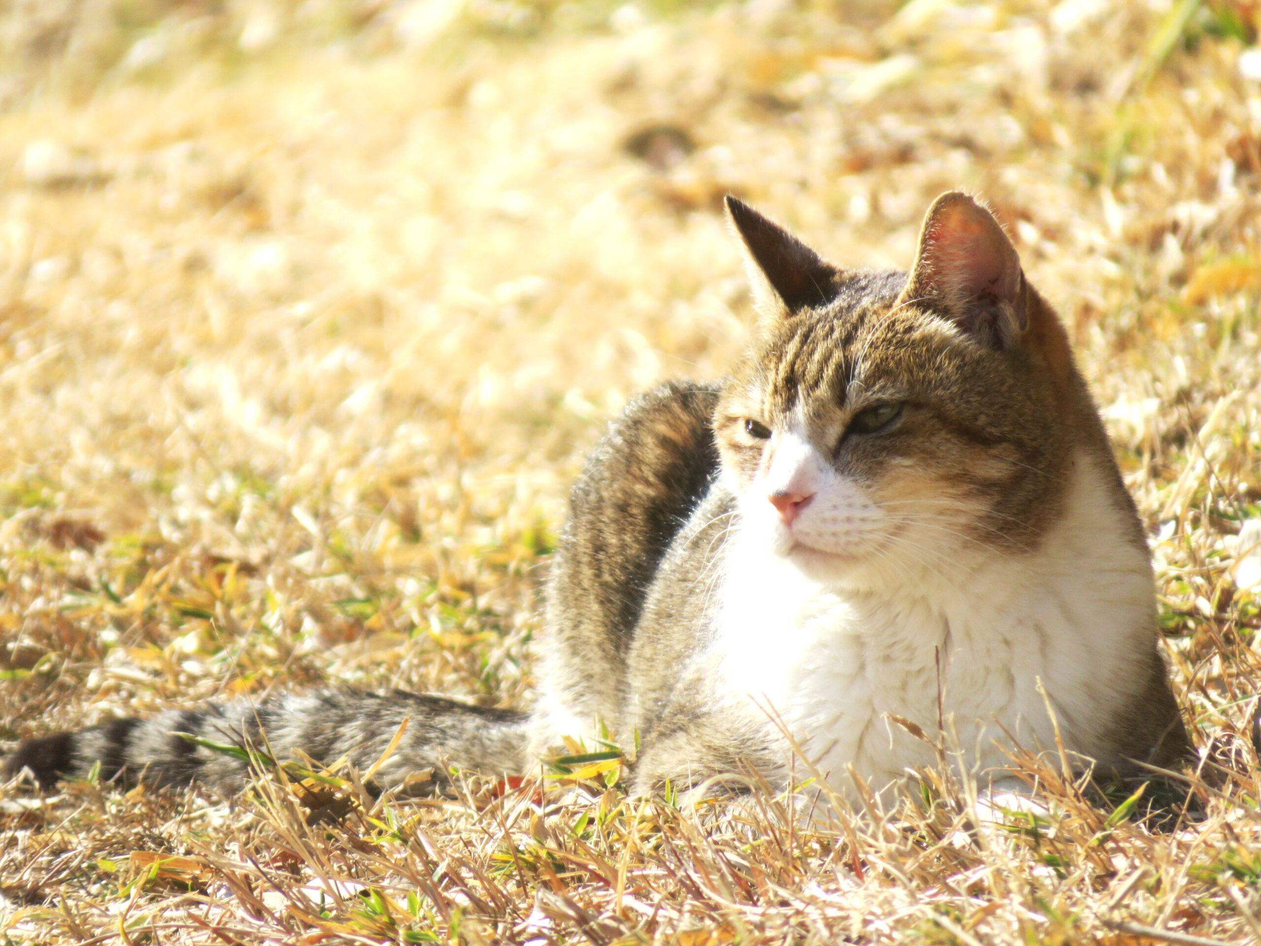 ねこ、風太　巡回