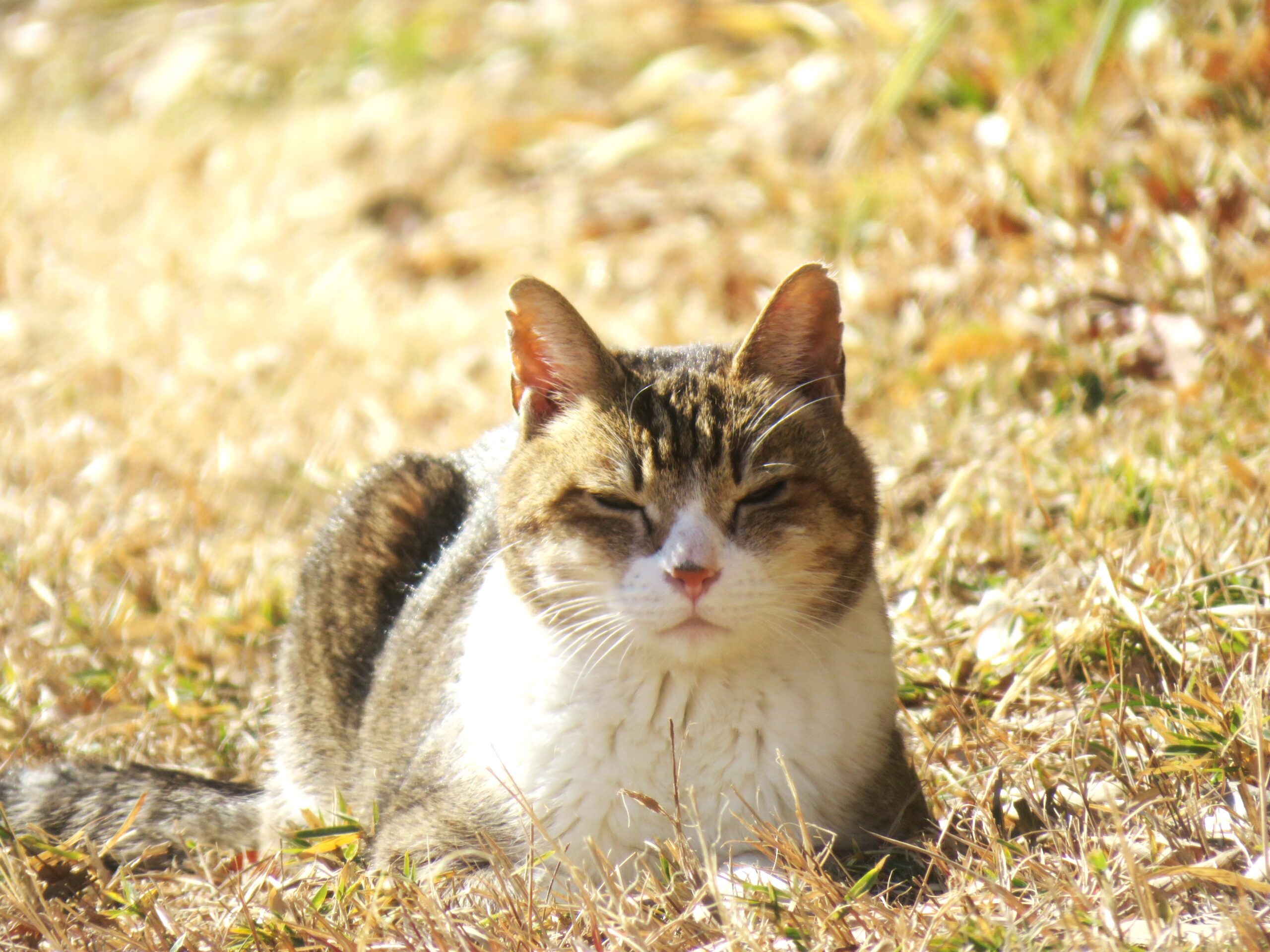 ねこ、風太　巡回