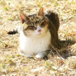 ねこ、風太　巡回