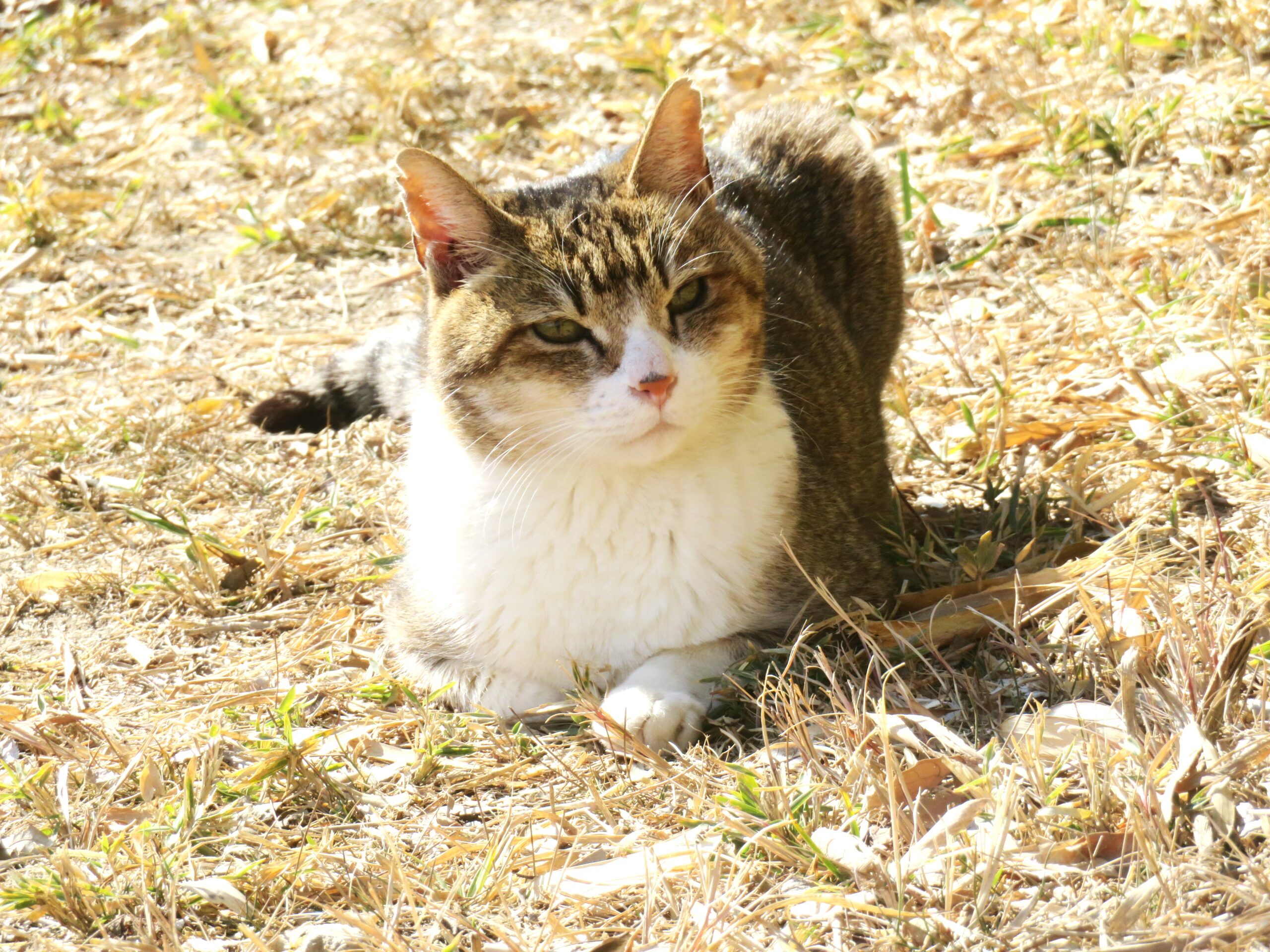 ねこ、風太　巡回