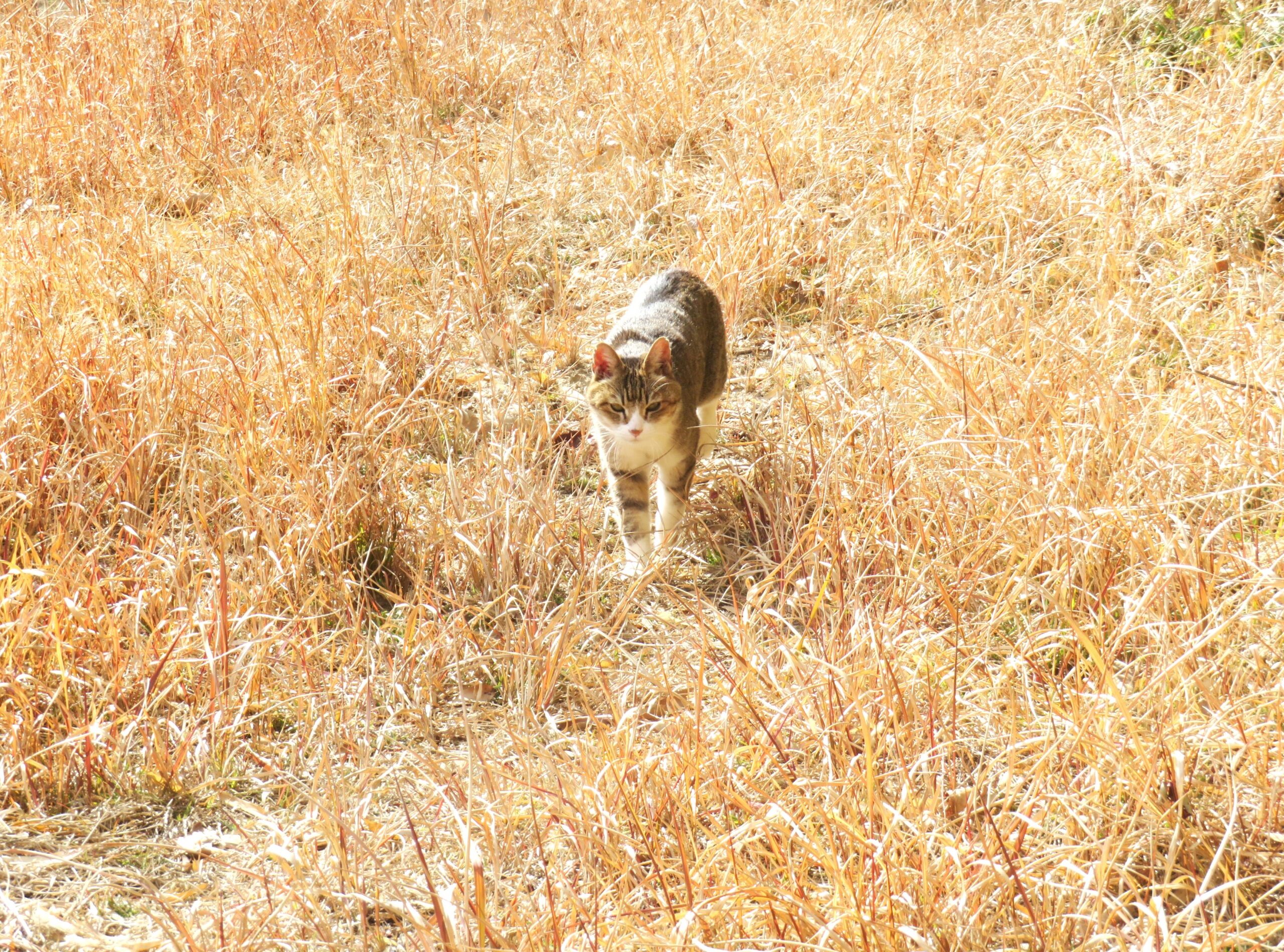 ねこ、風太 巡回