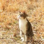 ねこ、風太　巡回