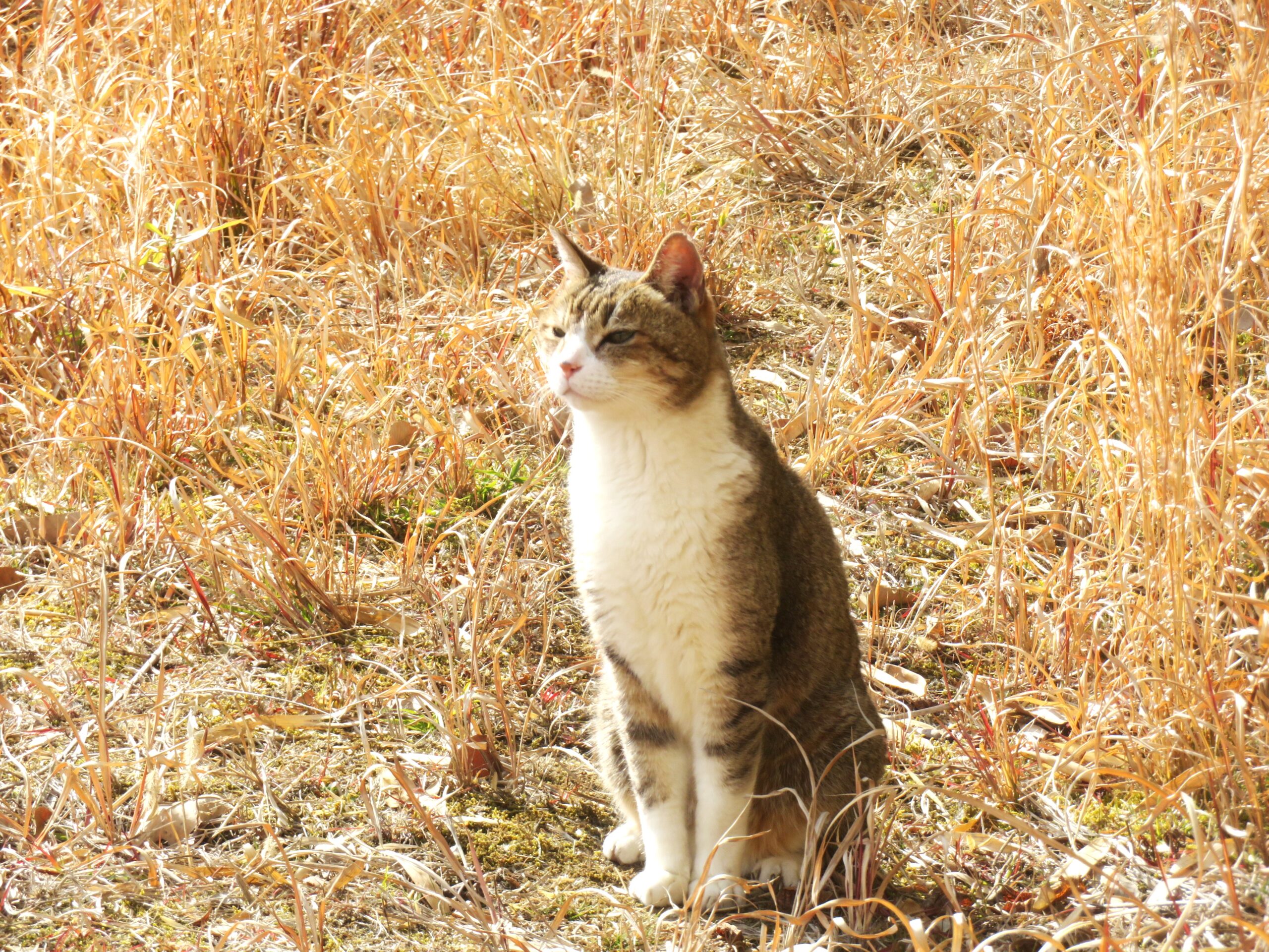 ねこ、風太 巡回