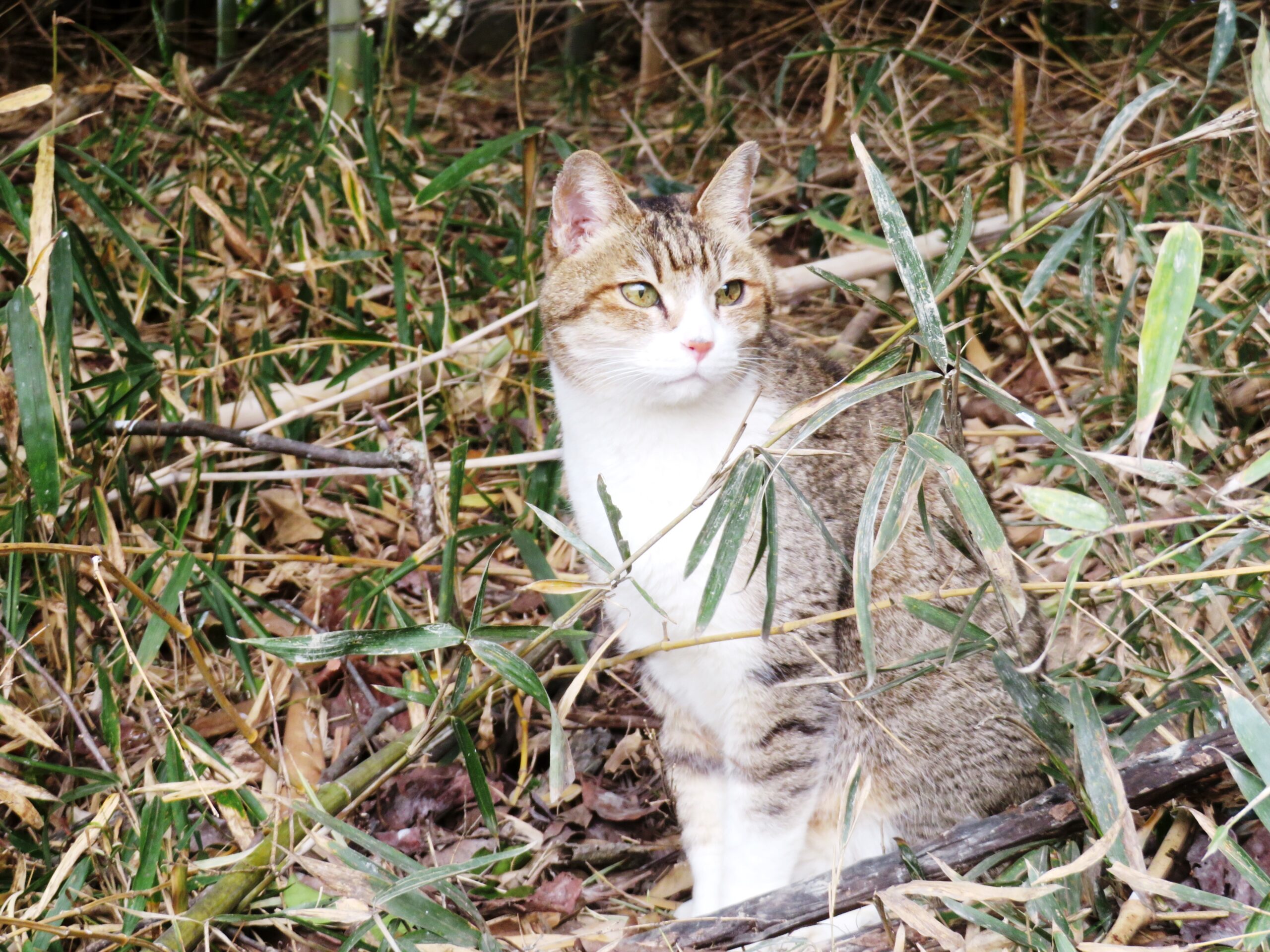ねこ、風太　巡回