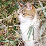 ねこ、風太　巡回