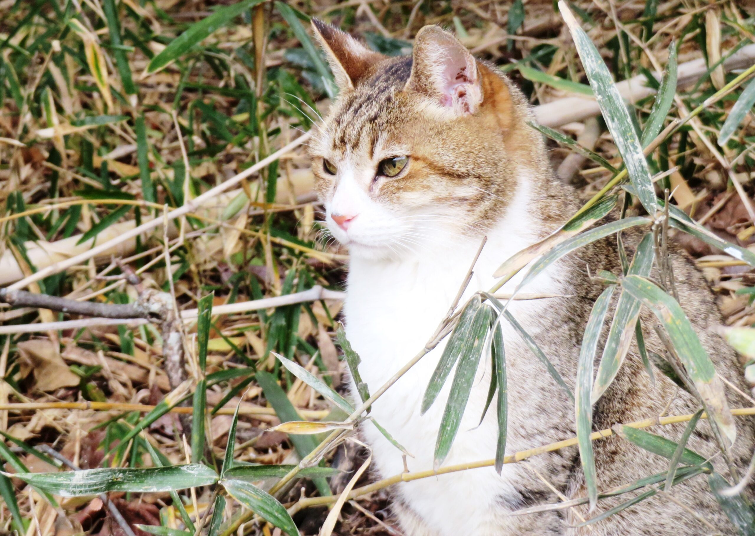 ねこ、風太　巡回