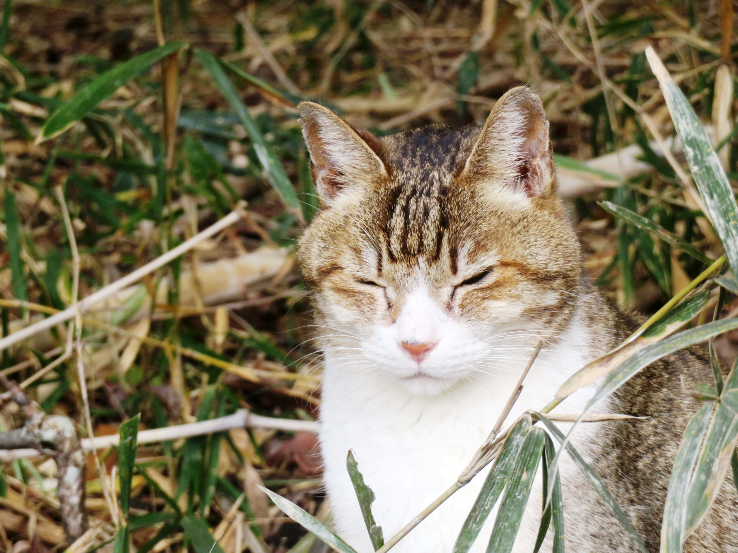ねこ、風太　巡回
