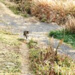 ねこ、風太　巡回